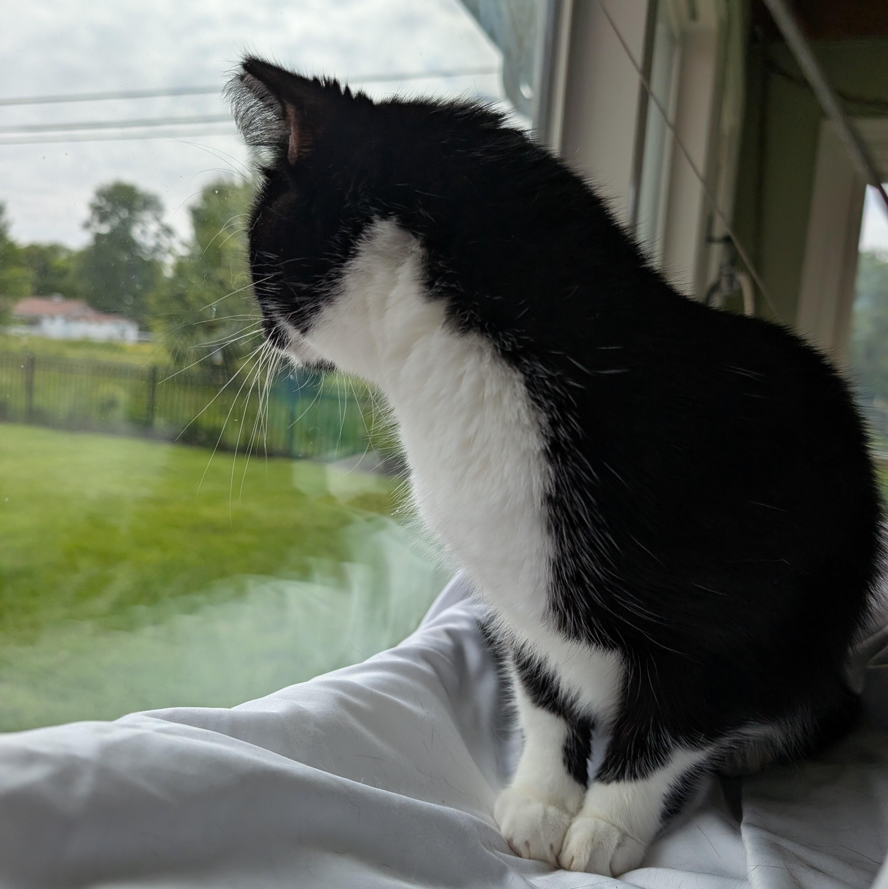 Venus, a Adoptable Domestic Short Hair in Quincy, OH image 3/6