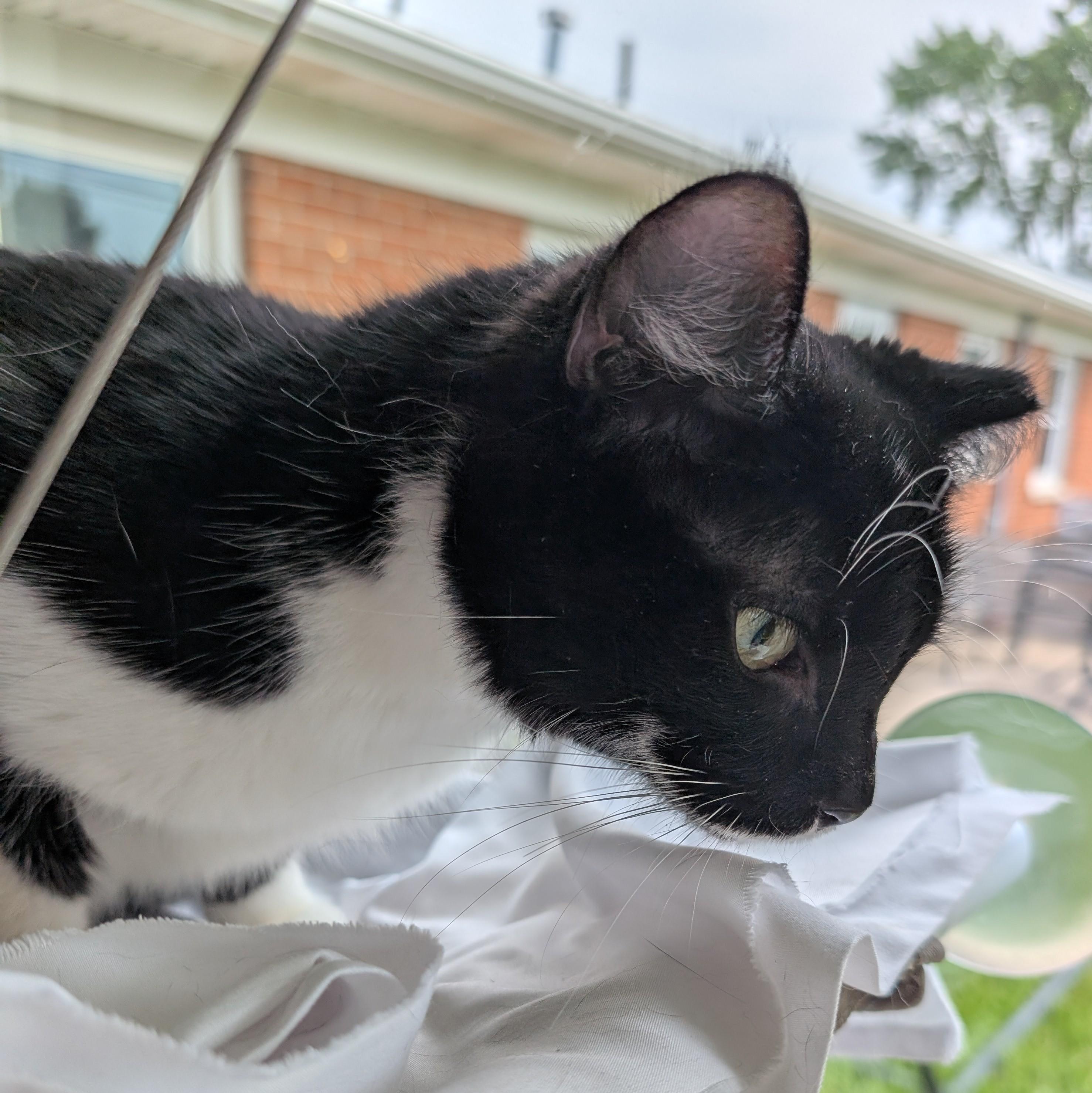 Venus, a Adoptable Domestic Short Hair in Quincy, OH image 4/6
