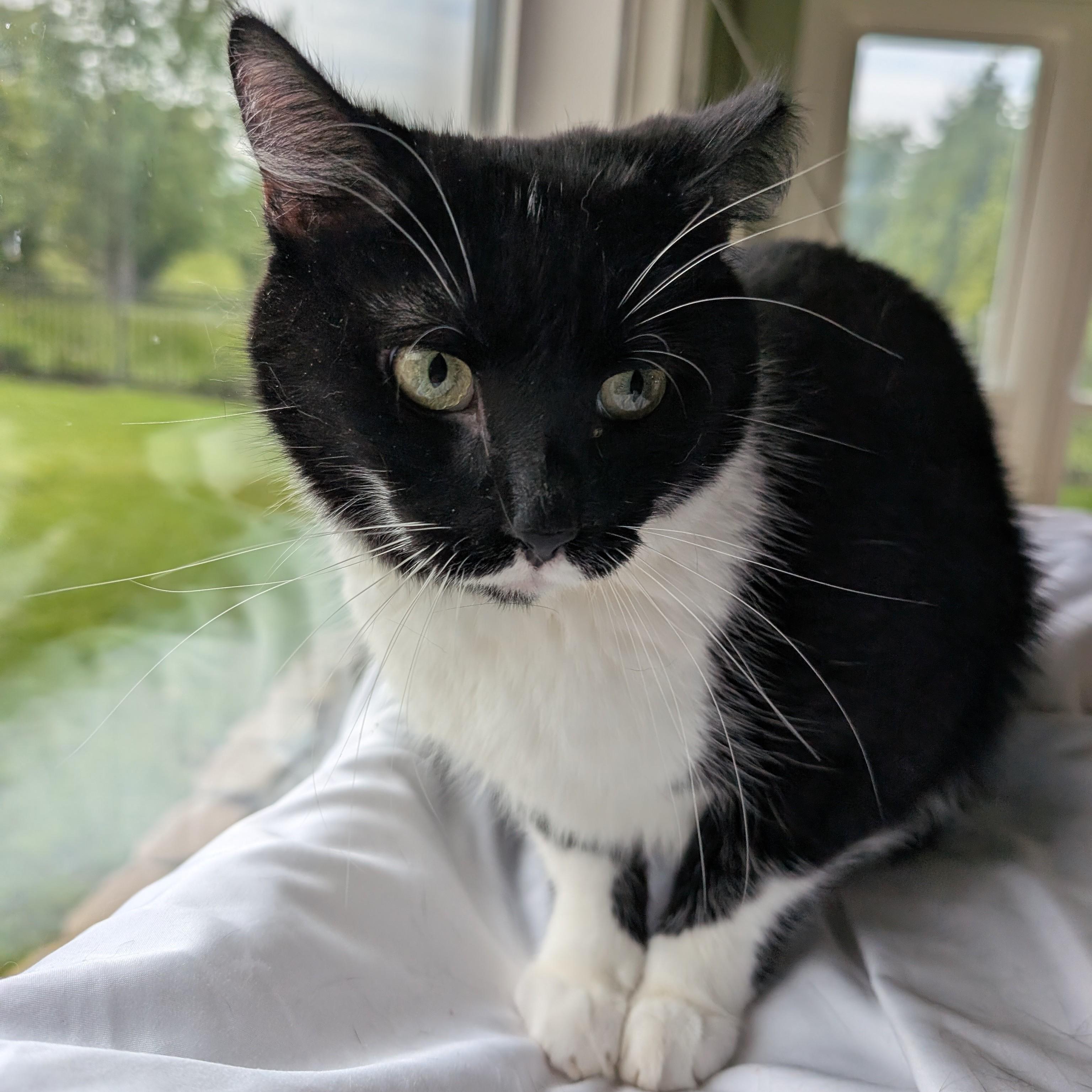 Venus, a Adoptable Domestic Short Hair in Quincy, OH image 5/6