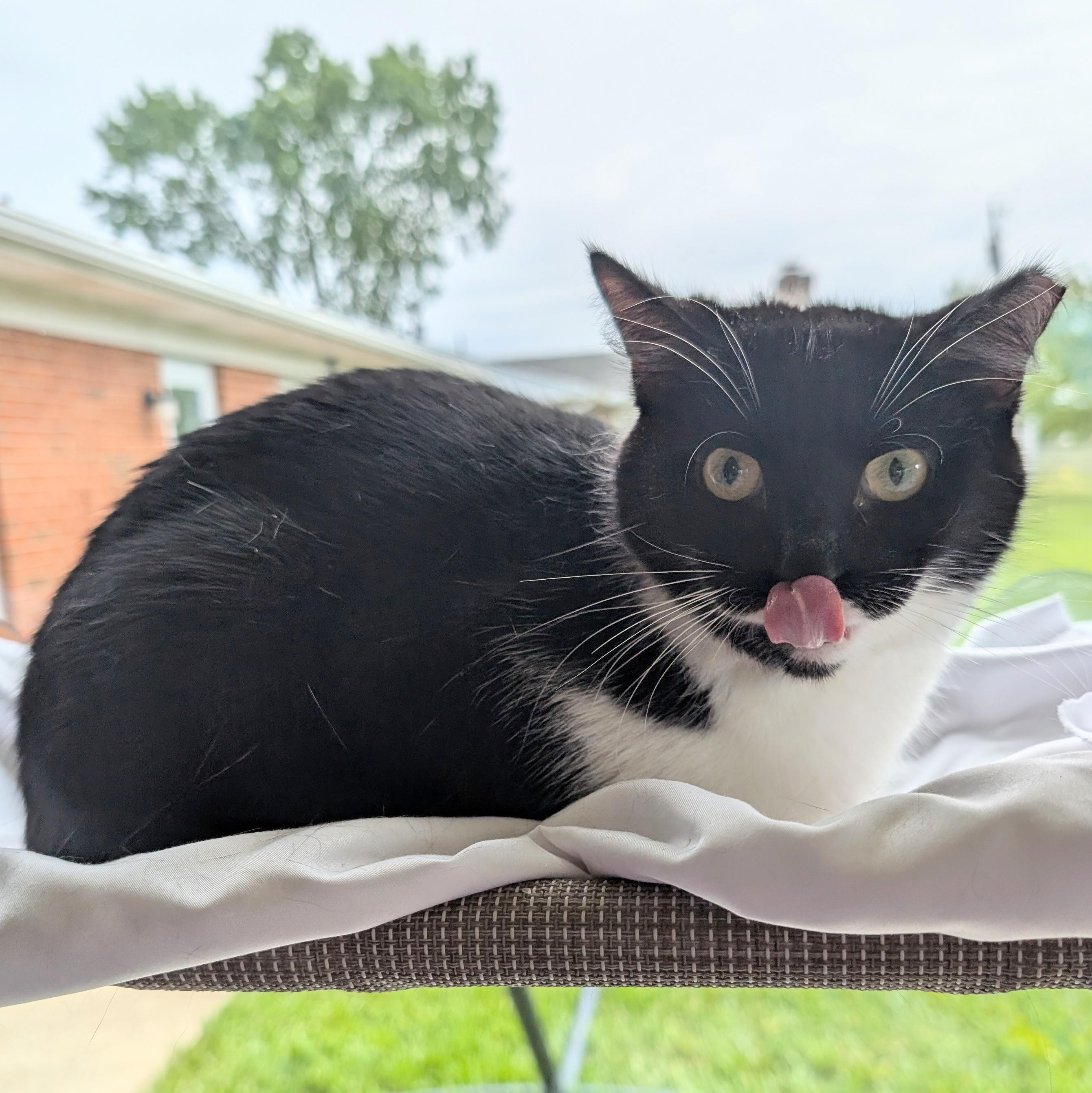 Venus, a Adoptable Domestic Short Hair in Quincy, OH image 6/6