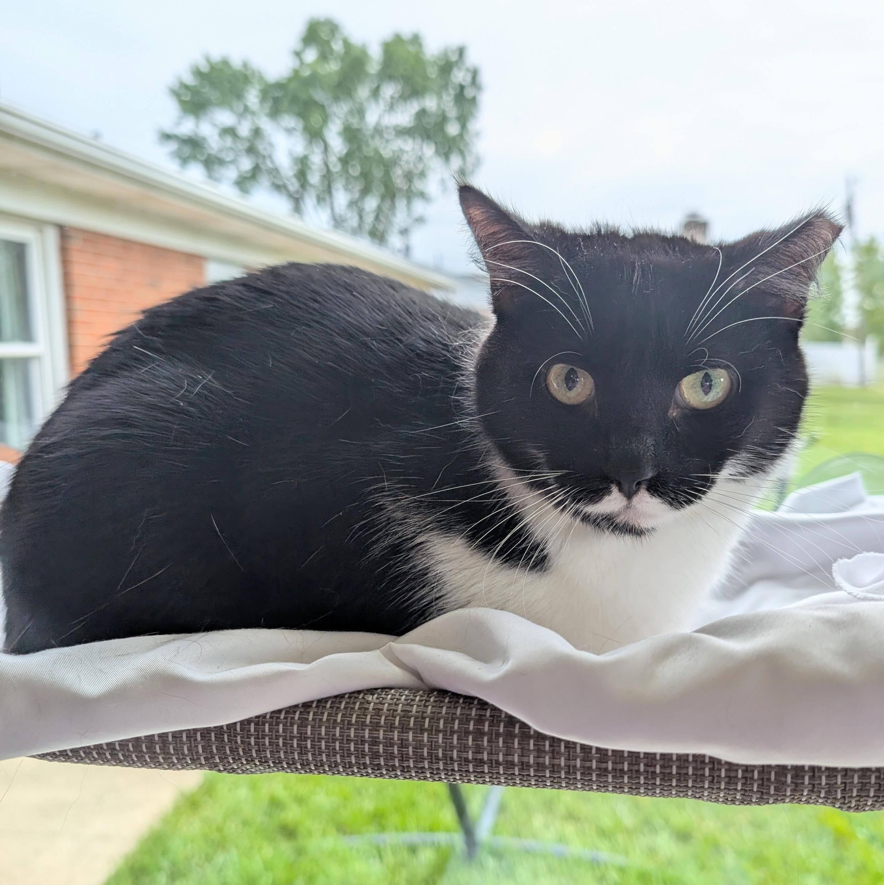 Venus, Adoptable, Young Female Domestic Short Hair.