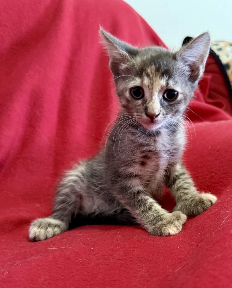 Enlarge Princess Leia, a Adoptable mixed breed in Saint Augustine, FL image 1/5