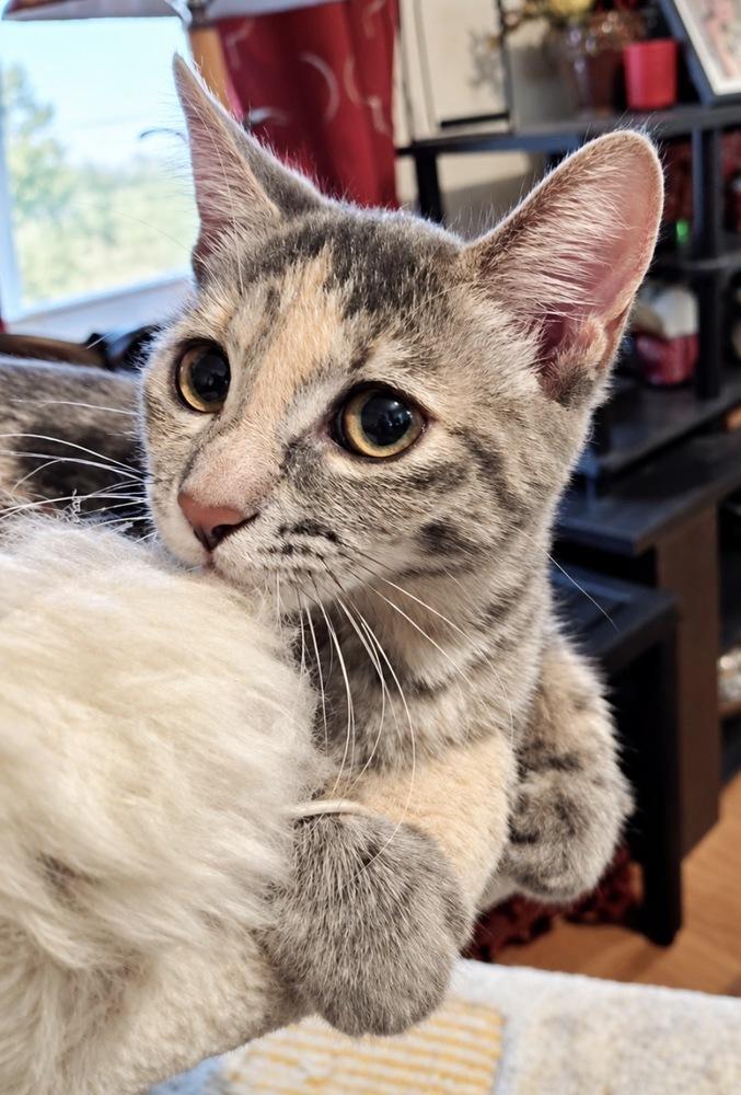 Enlarge Princess Leia, a Adoptable mixed breed in Saint Augustine, FL image 3/5