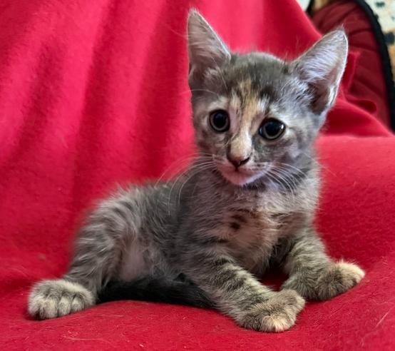 Enlarge Princess Leia, a Adoptable mixed breed in Saint Augustine, FL image 5/5