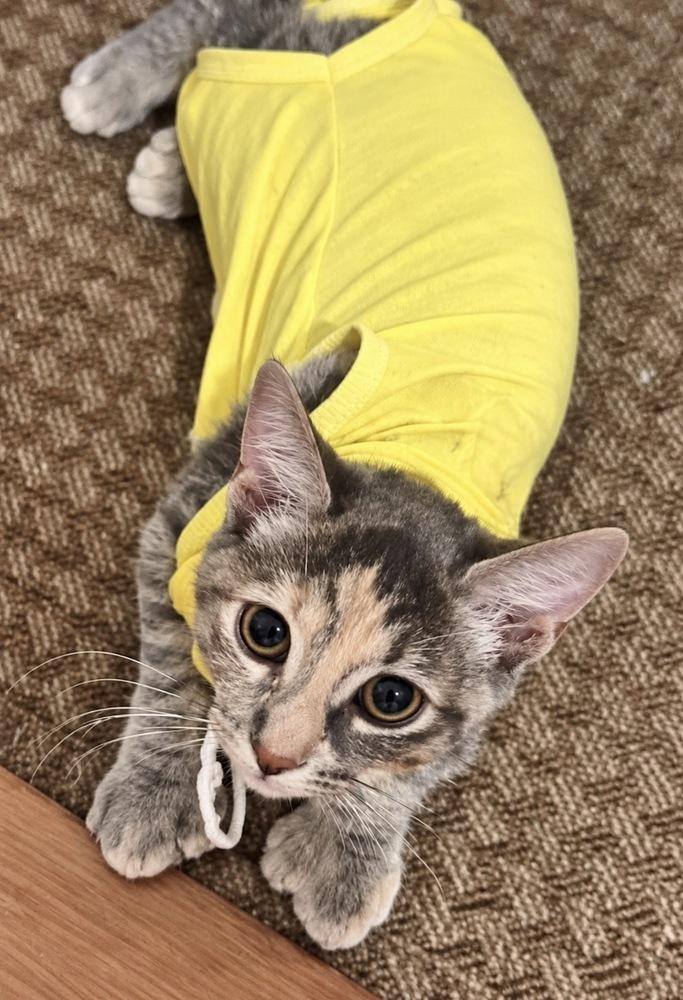 Enlarge Princess Leia, a Adoptable mixed breed in Saint Augustine, FL image 4/5