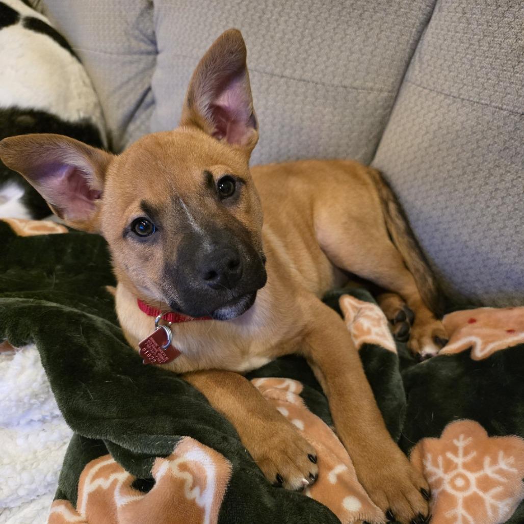 Mandolin Rain, Adoptable, Puppy Female Boxer.