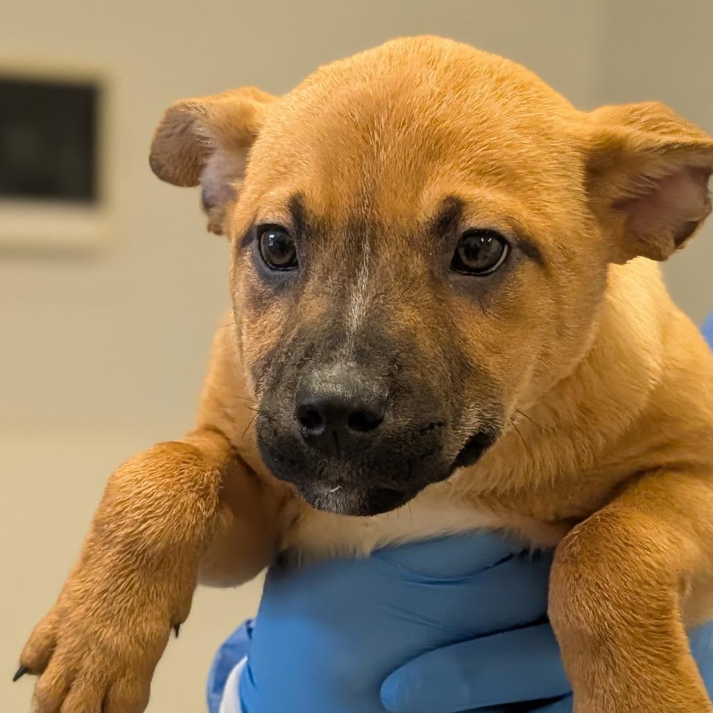 Enlarge Mandolin Rain, a Adoptable mixed breed in Delaware, OH image 2/6