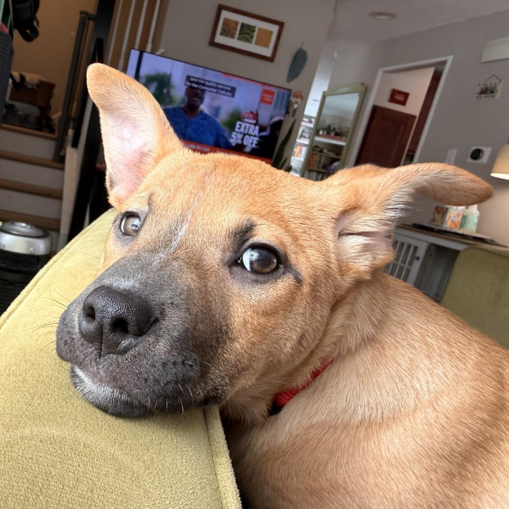 Enlarge Mandolin Rain, a Adoptable mixed breed in Delaware, OH image 4/6