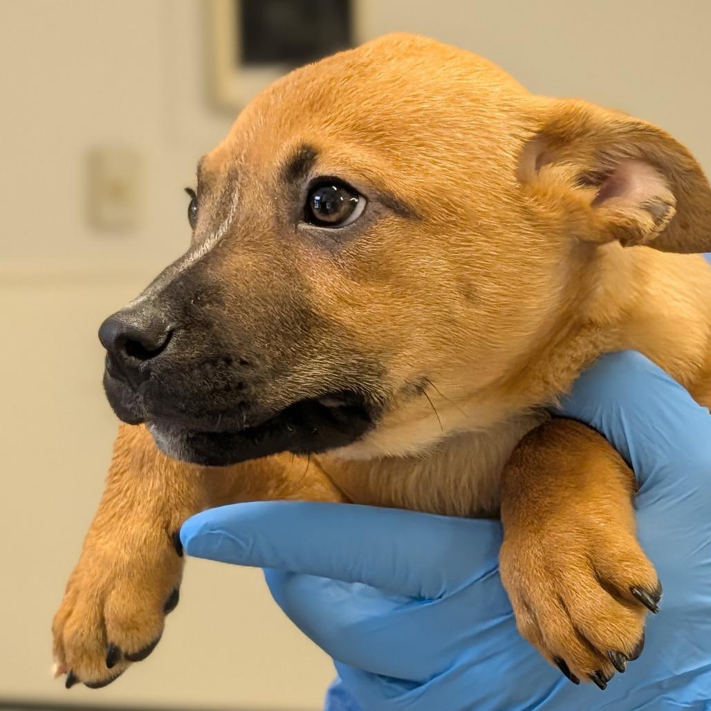 Enlarge Mandolin Rain, a Adoptable mixed breed in Delaware, OH image 6/6