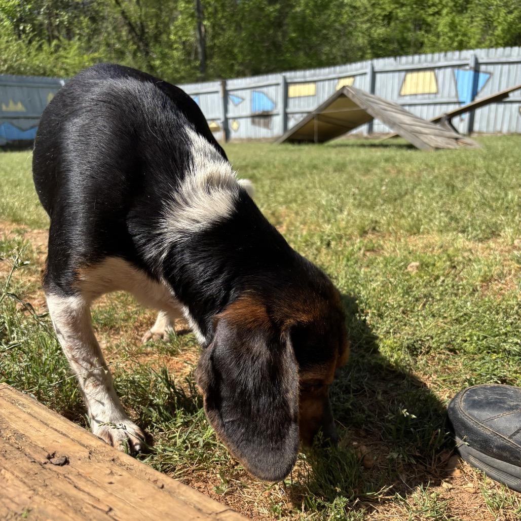 Enlarge Lucille, a Adoptable Beagle in Starkville, MS image 1/6