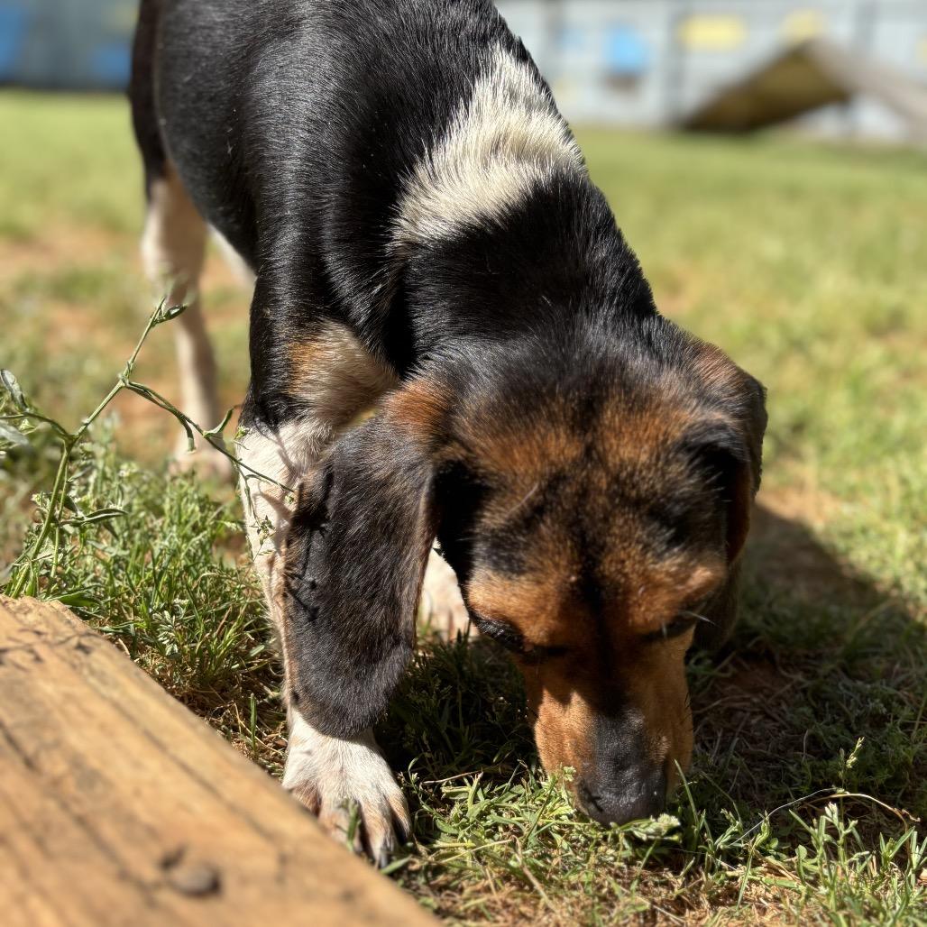 Enlarge Lucille, a Adoptable Beagle in Starkville, MS image 2/6