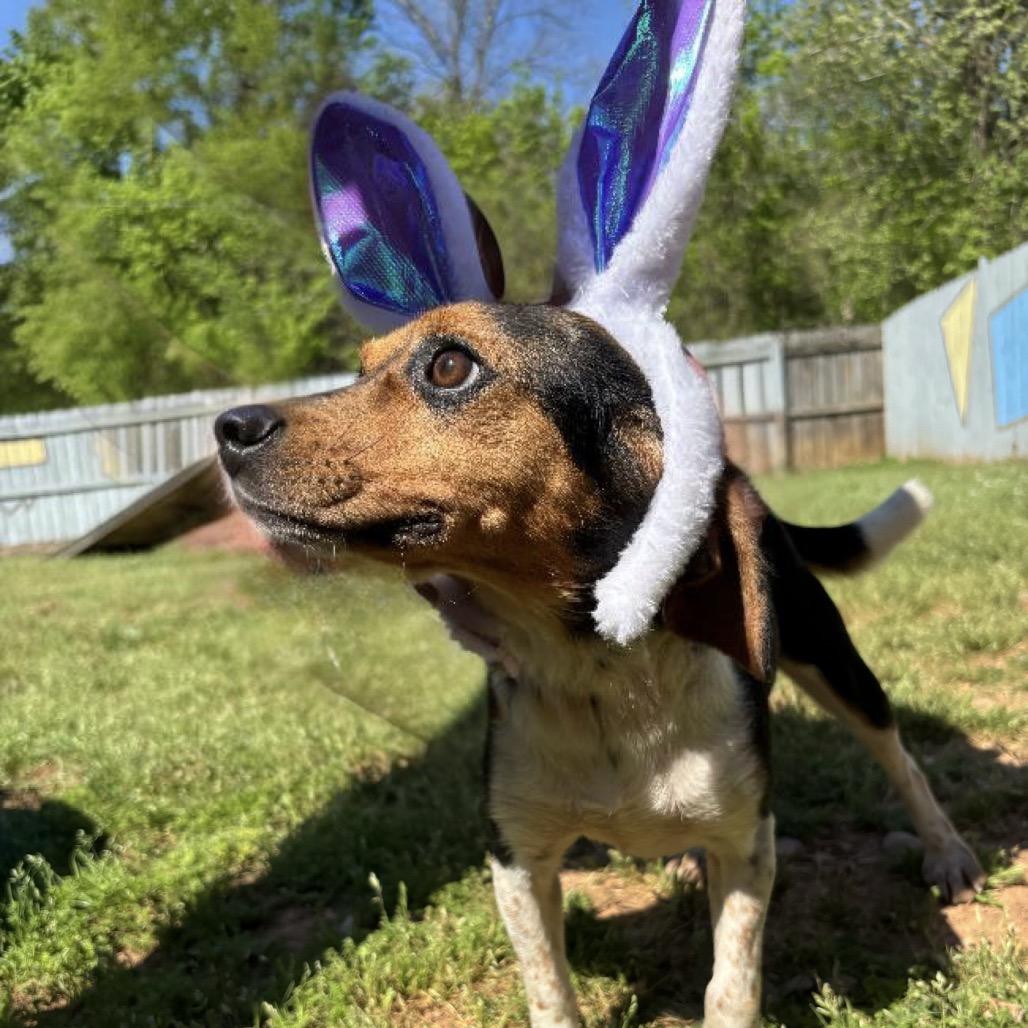 Enlarge Lucille, a Adoptable Beagle in Starkville, MS image 3/6