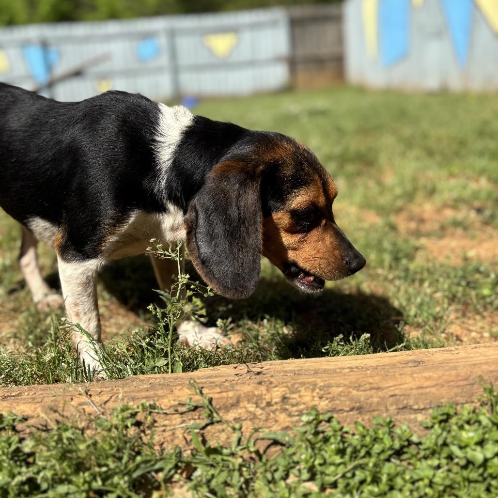 Enlarge Lucille, a Adoptable Beagle in Starkville, MS image 4/6