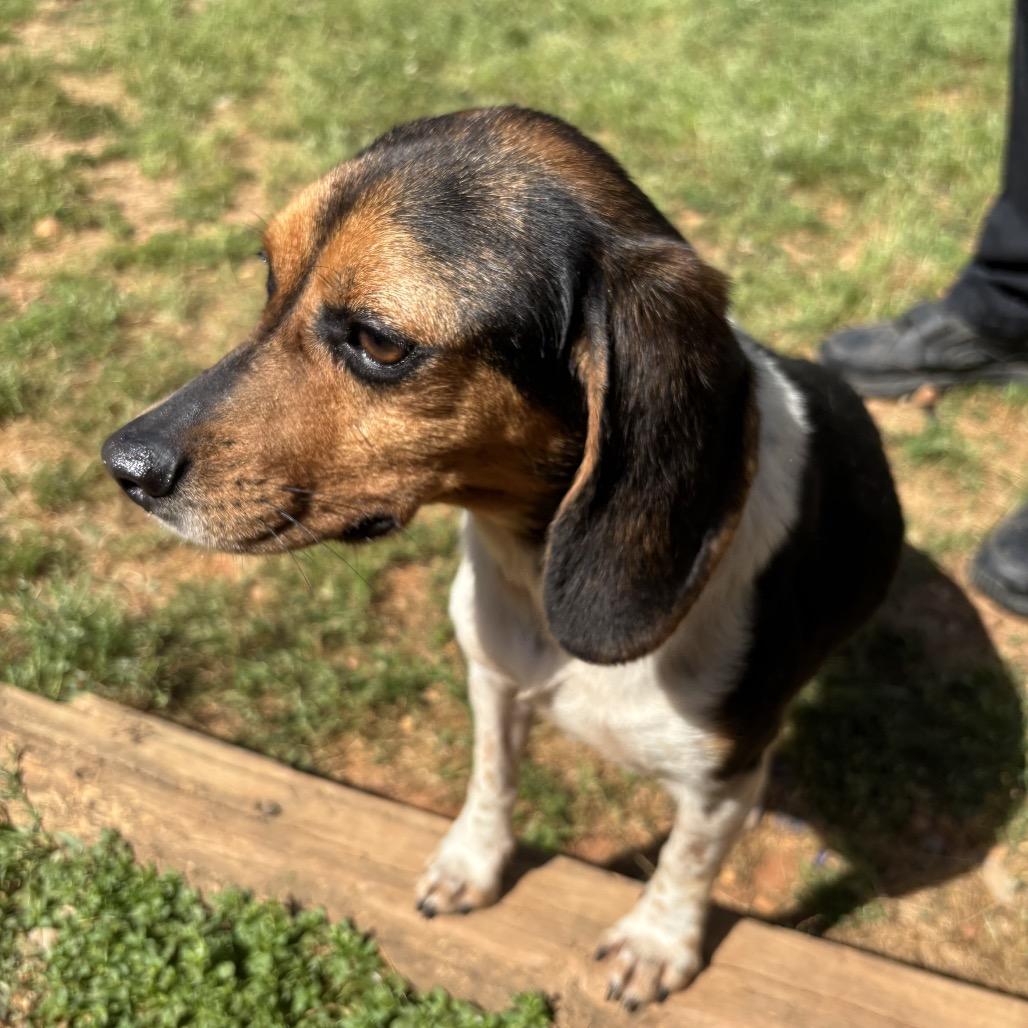 Enlarge Lucille, a Adoptable Beagle in Starkville, MS image 5/6