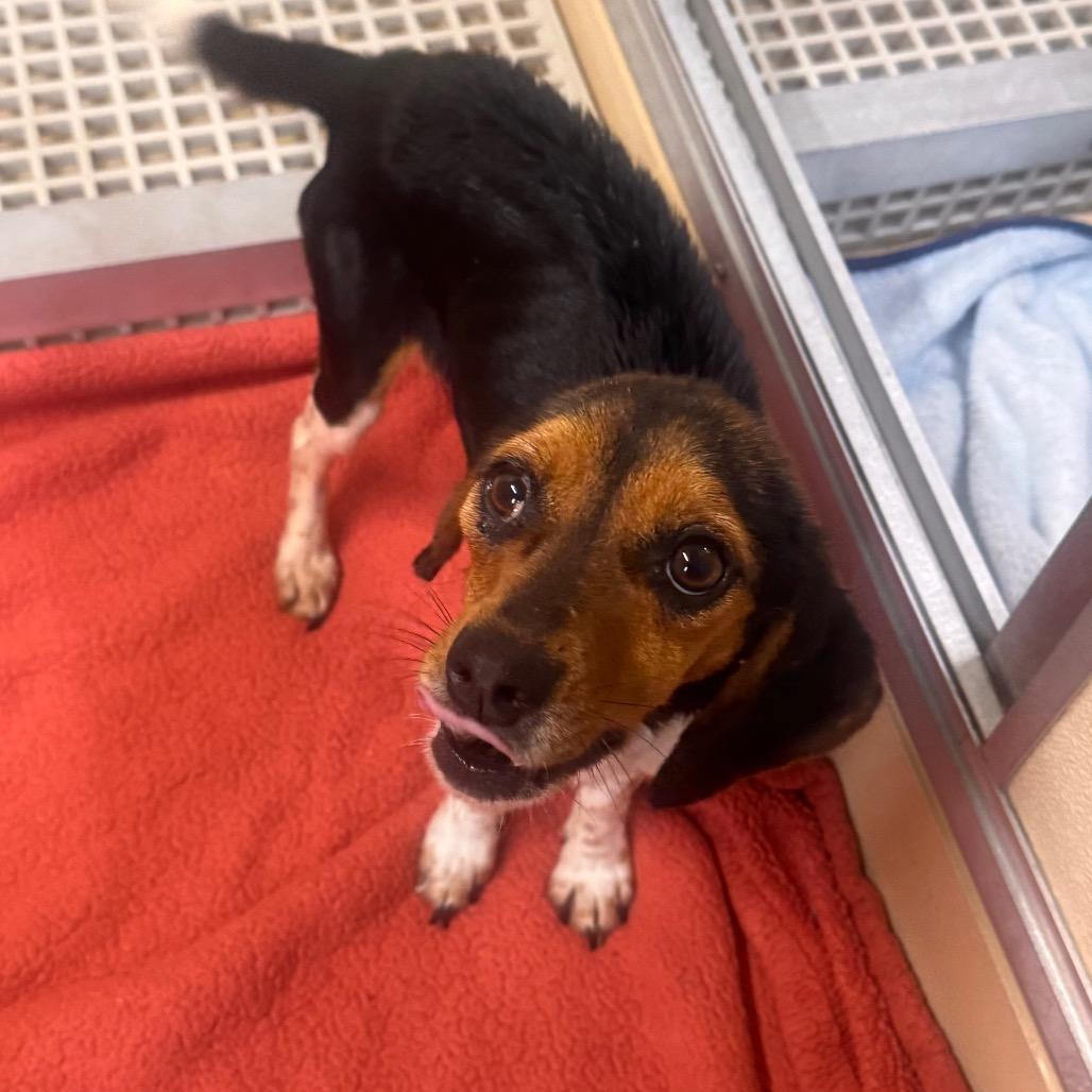 Enlarge Lucille, a Adoptable Beagle in Starkville, MS image 6/6
