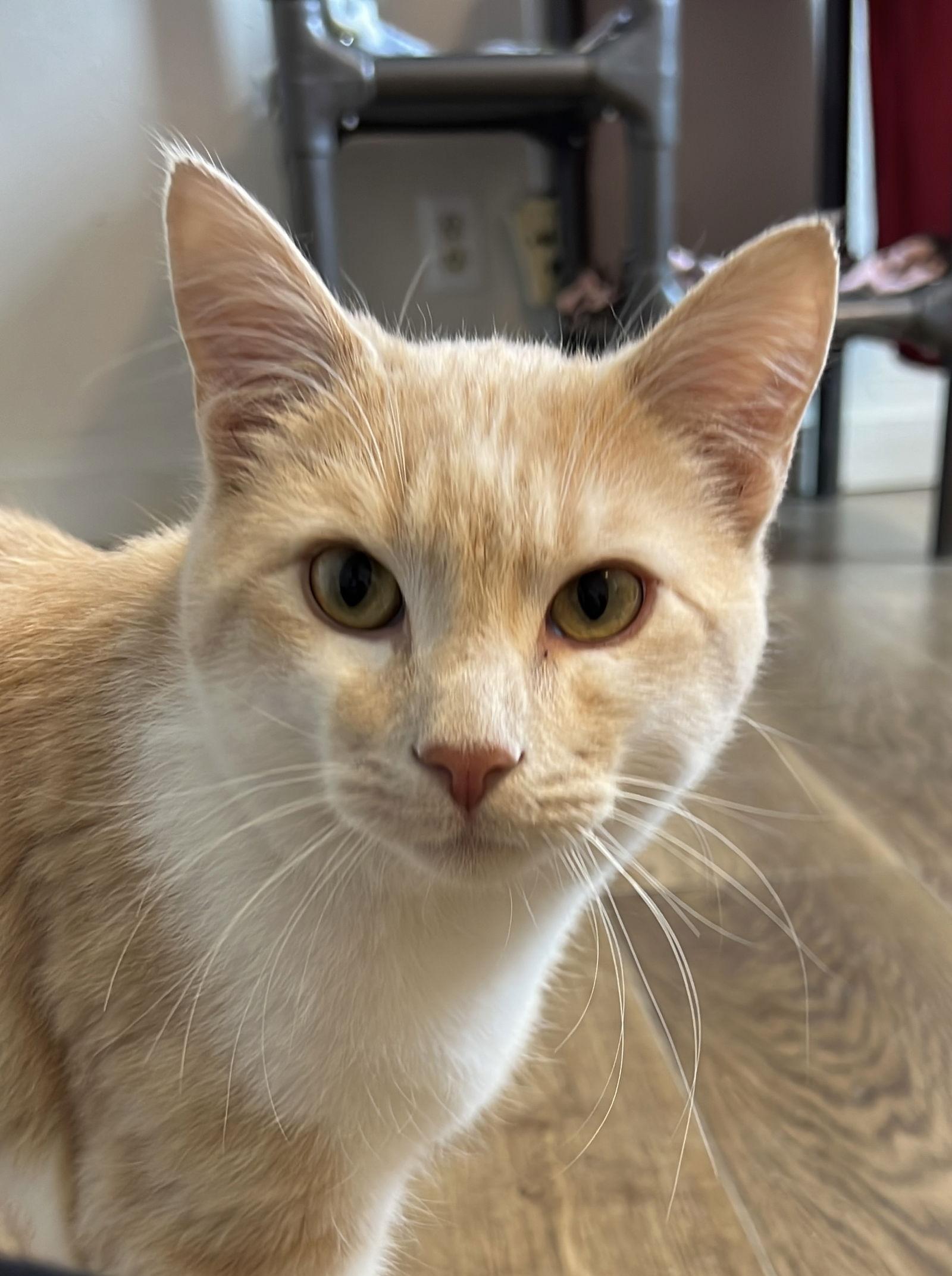 Rajah, Adoptable, Young Male Domestic Short Hair.