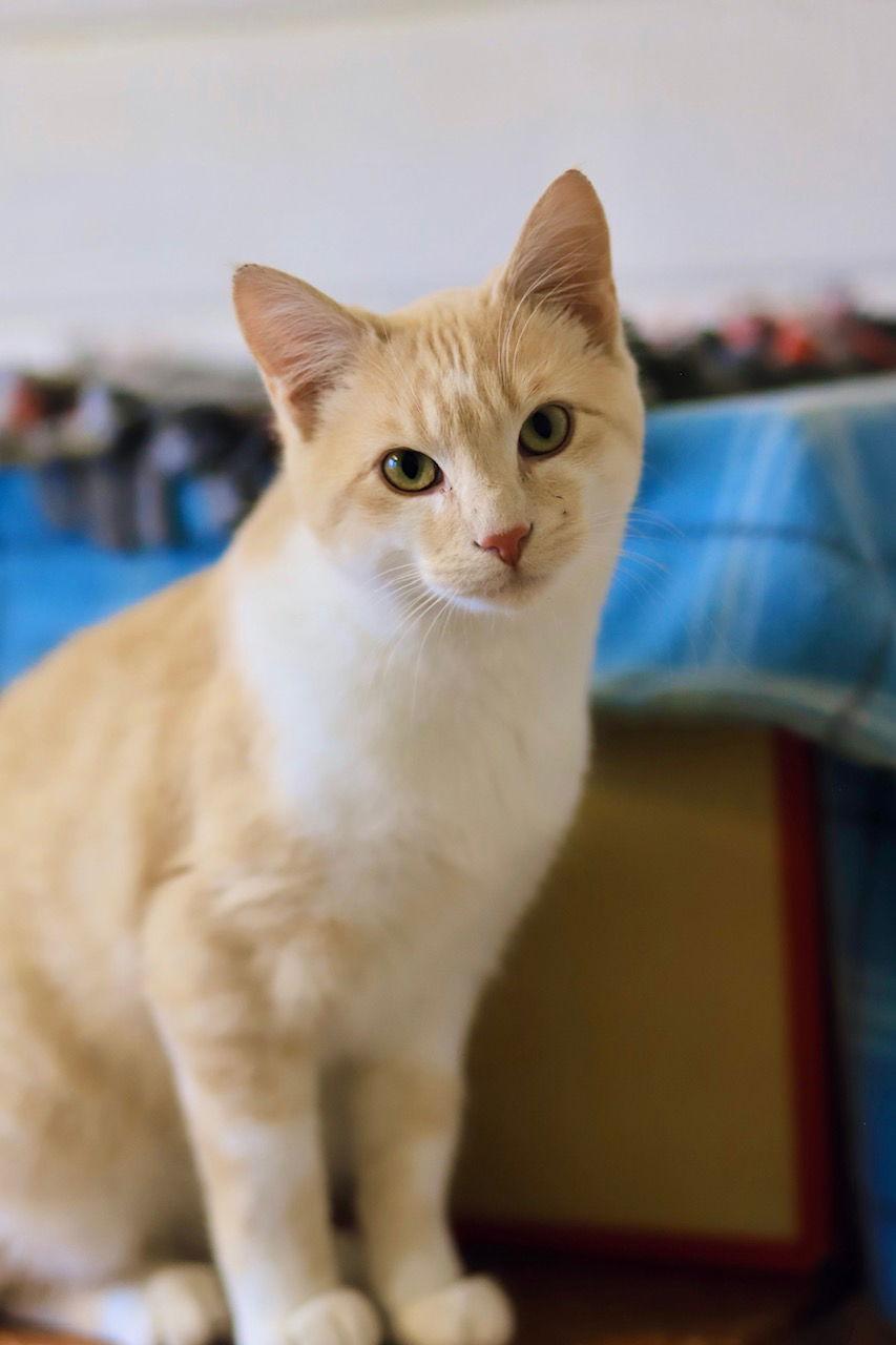 Enlarge Rajah, a Adoptable Domestic Short Hair in Webster, WI image 1/3