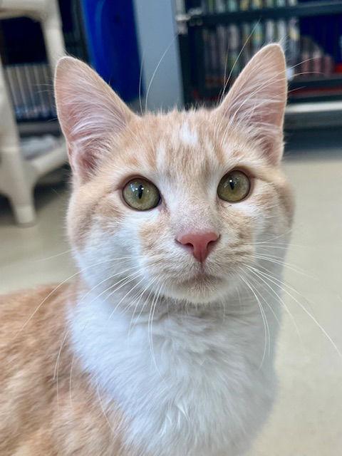 Enlarge Rajah, a Adoptable Domestic Short Hair in Webster, WI image 2/3