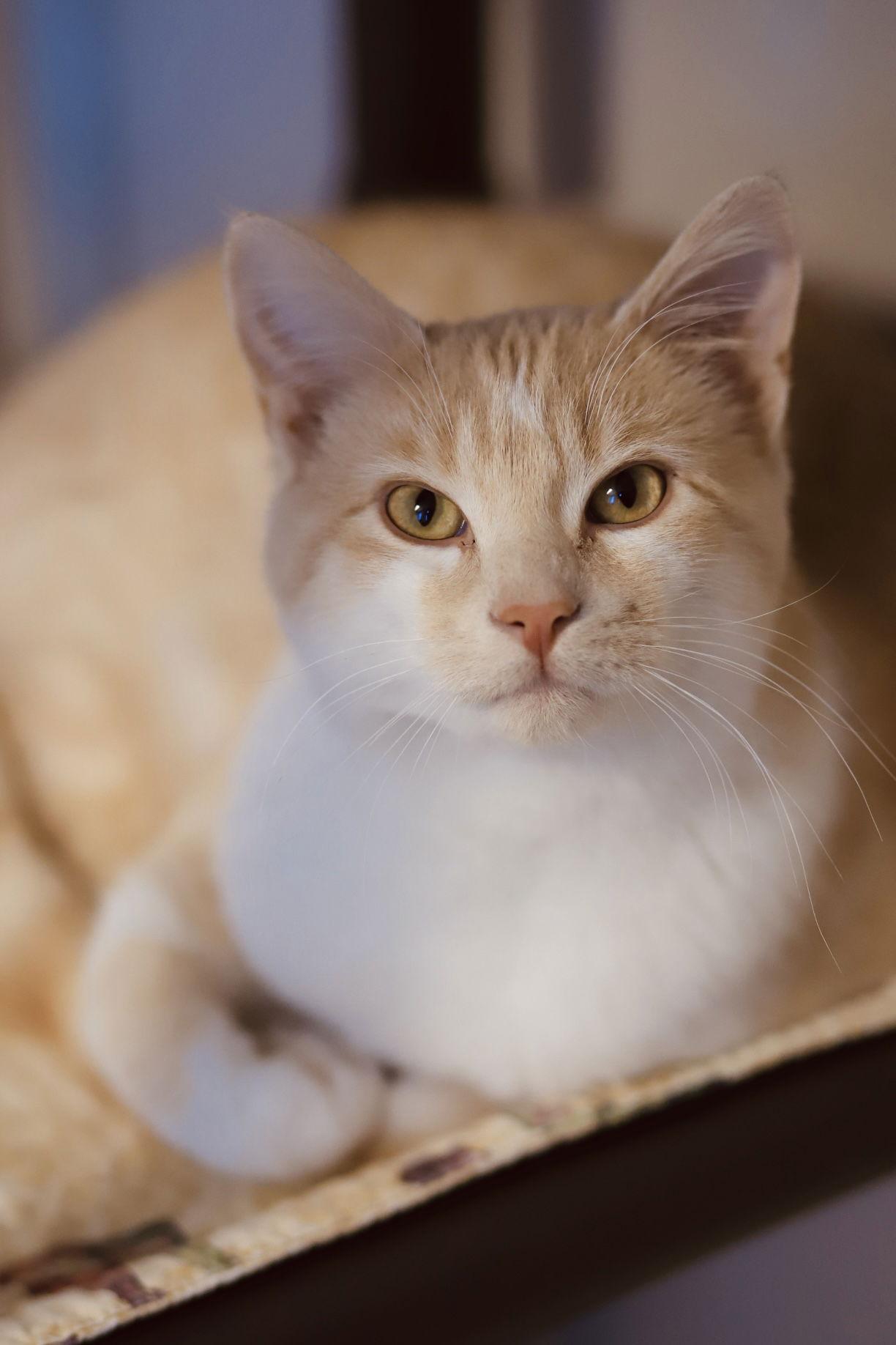 Enlarge Rajah, a Adoptable Domestic Short Hair in Webster, WI image 3/3