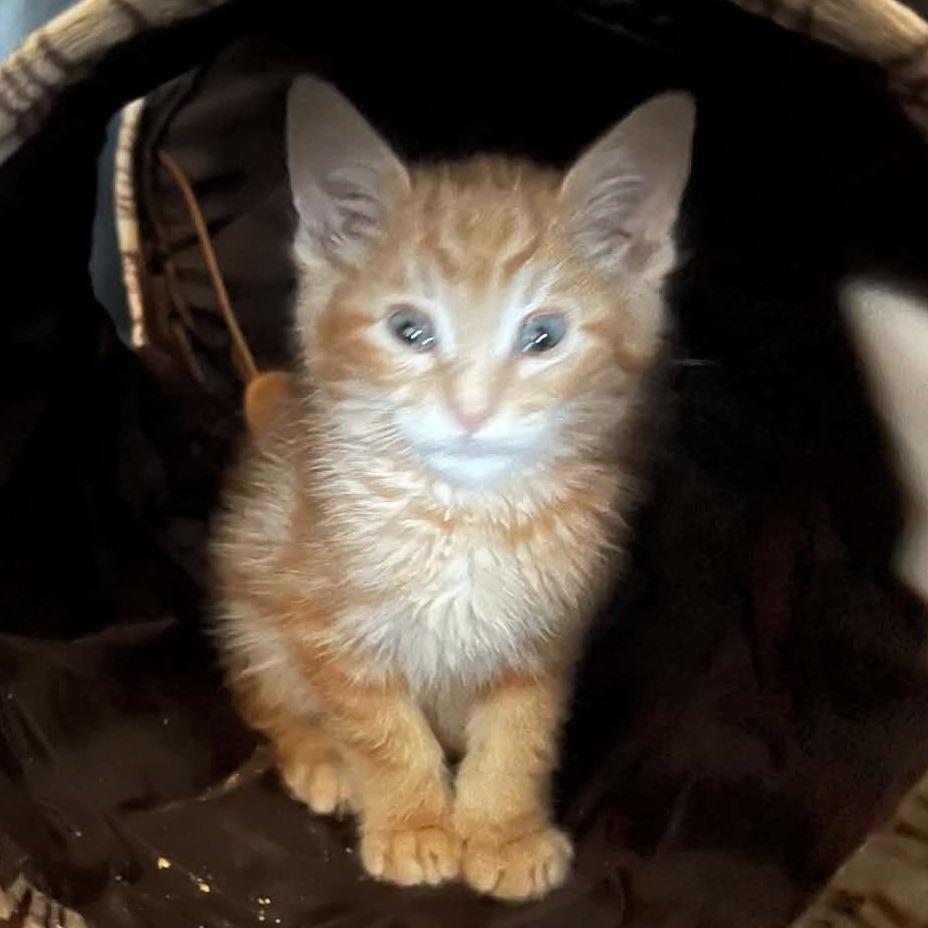 SODA POP, Adoptable, Kitten Male Domestic Short Hair.