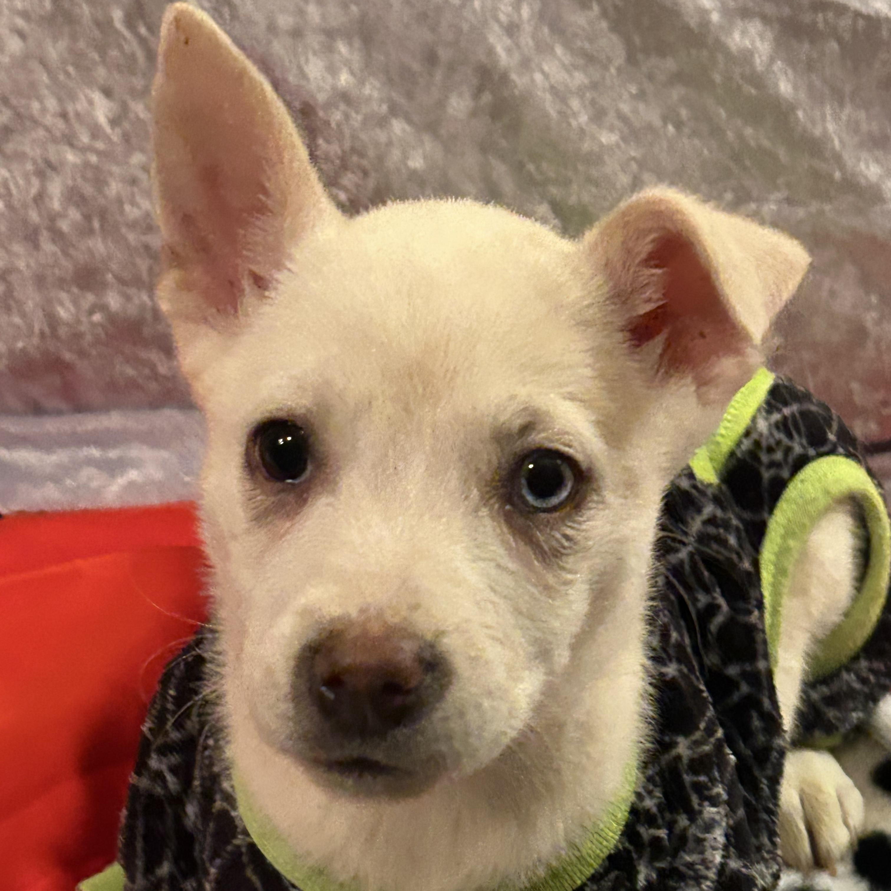 Enlarge Tilly, a Adoptable mixed breed in Fort Mill, SC image 1/4