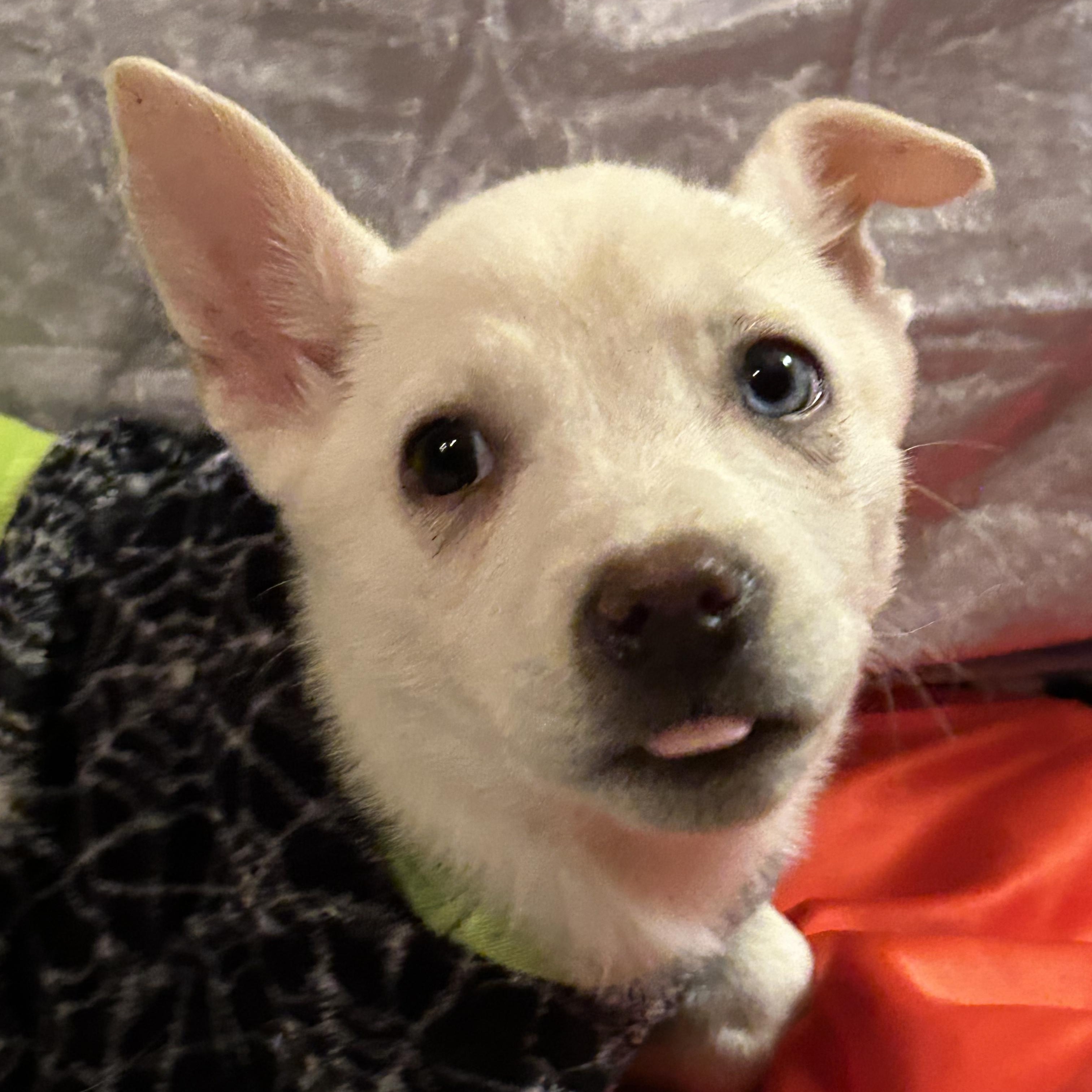 Enlarge Tilly, a Adoptable mixed breed in Fort Mill, SC image 2/4