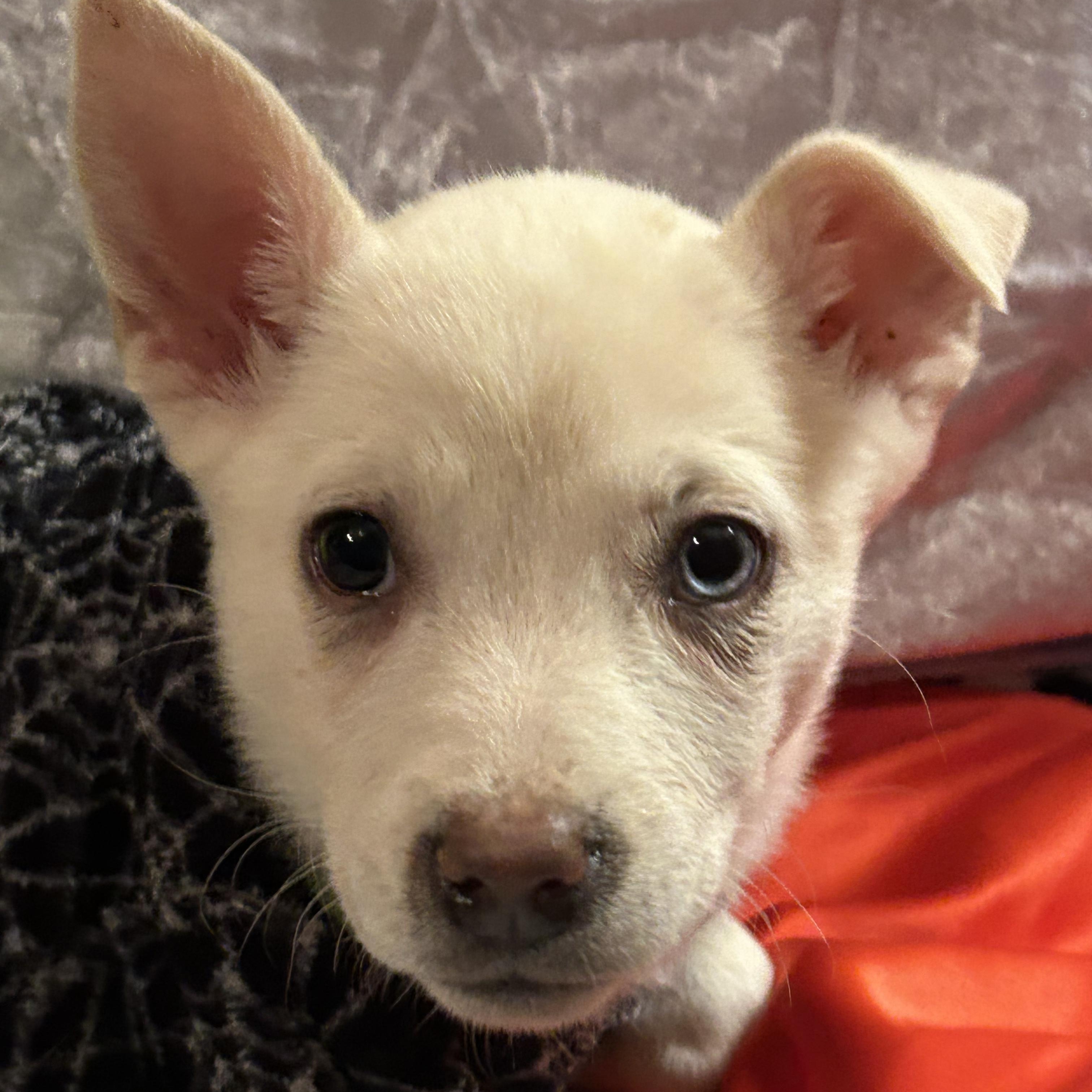 Enlarge Tilly, a Adoptable mixed breed in Fort Mill, SC image 3/4