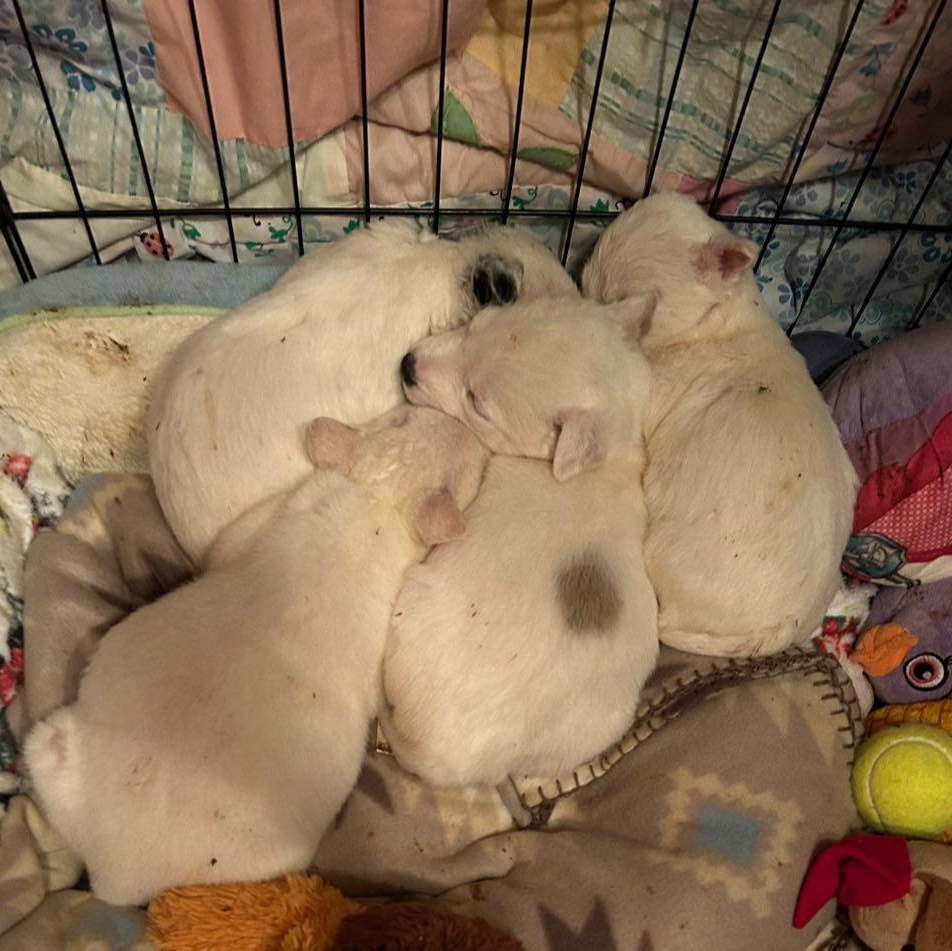 Enlarge Tilly, a Adoptable mixed breed in Fort Mill, SC image 4/4