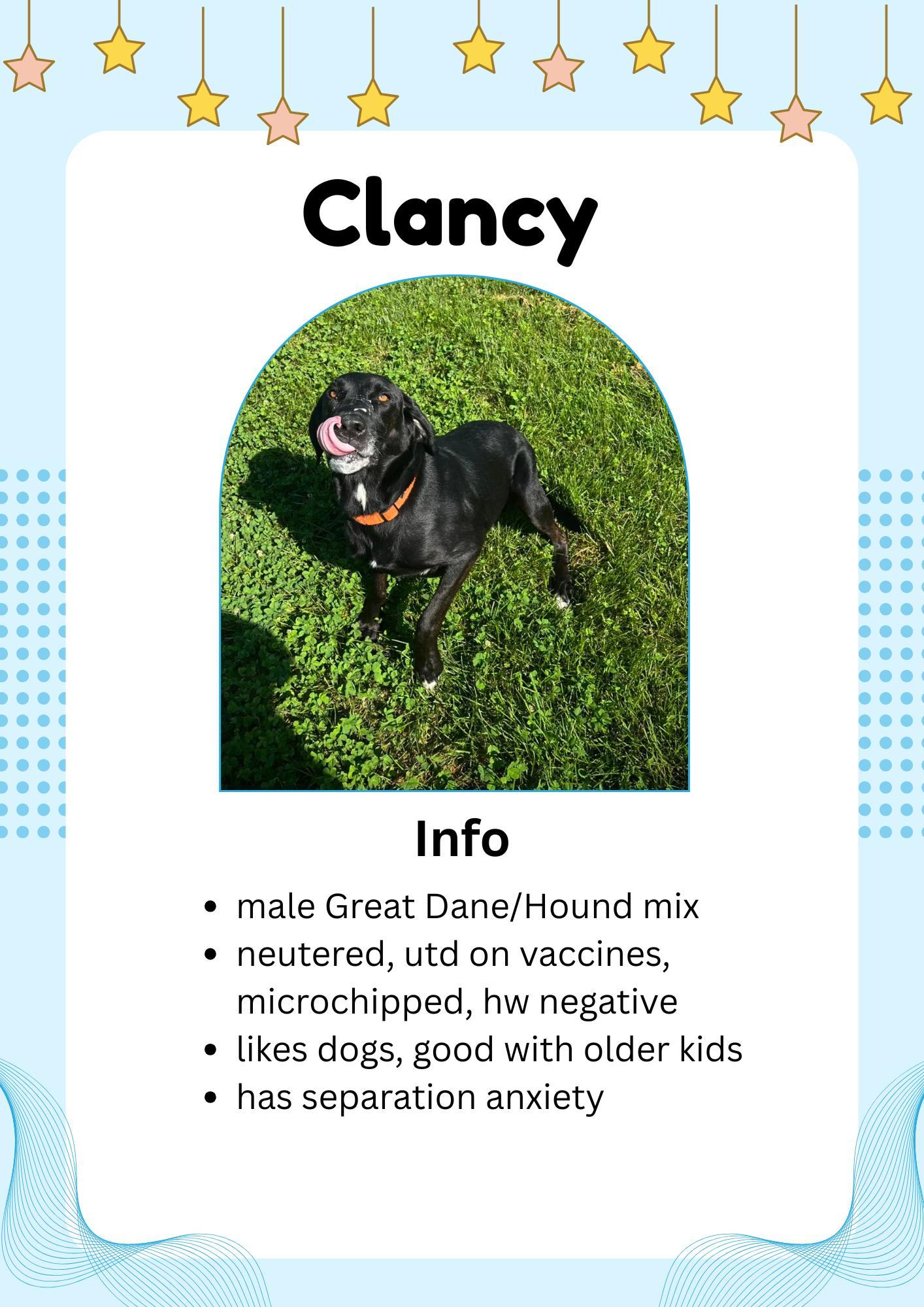 Enlarge Clancy, an adoptable mixed breed in Greensburg, IN image 1/1