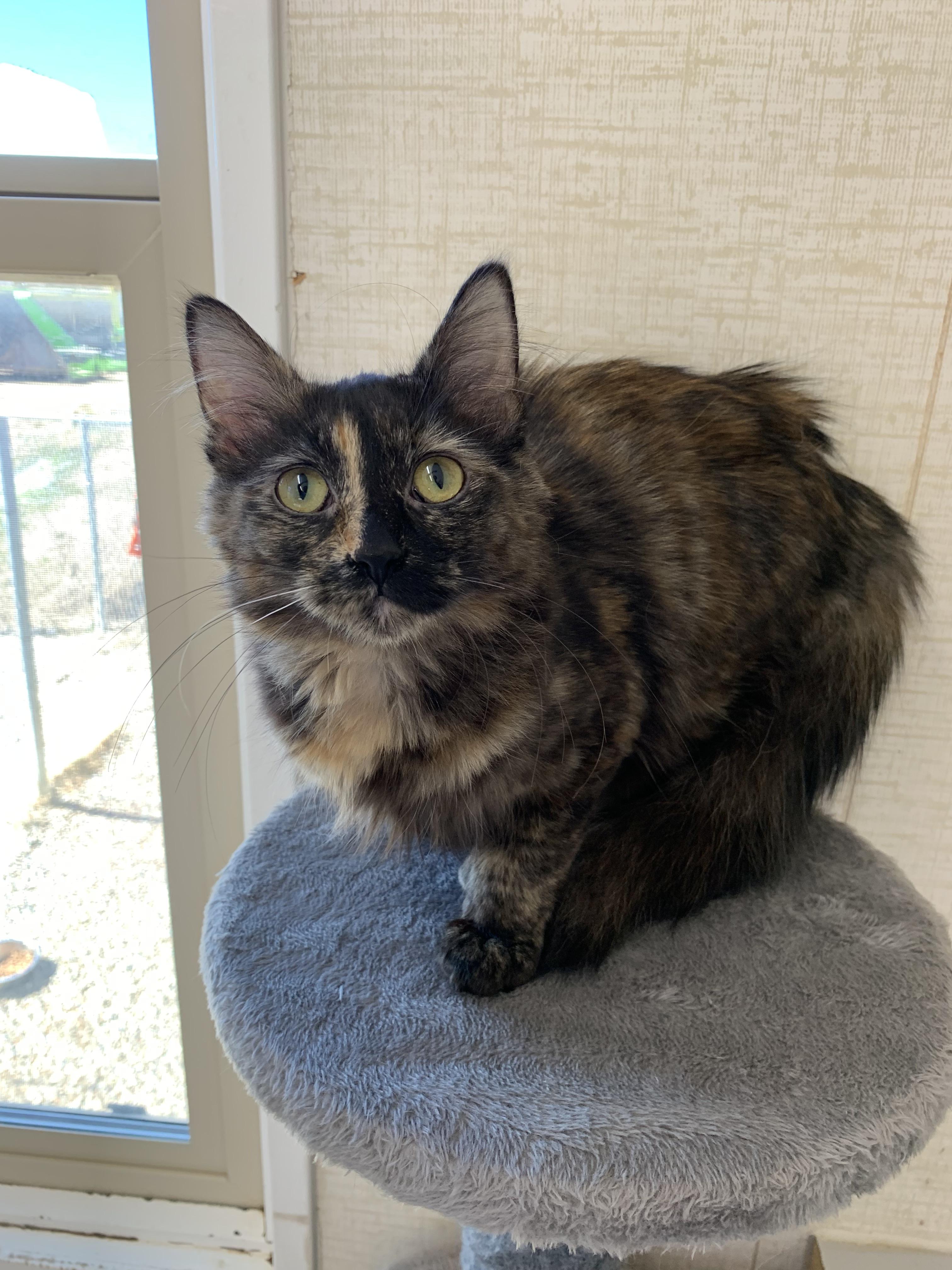 Salem, adopted, Young Female Domestic Medium Hair.