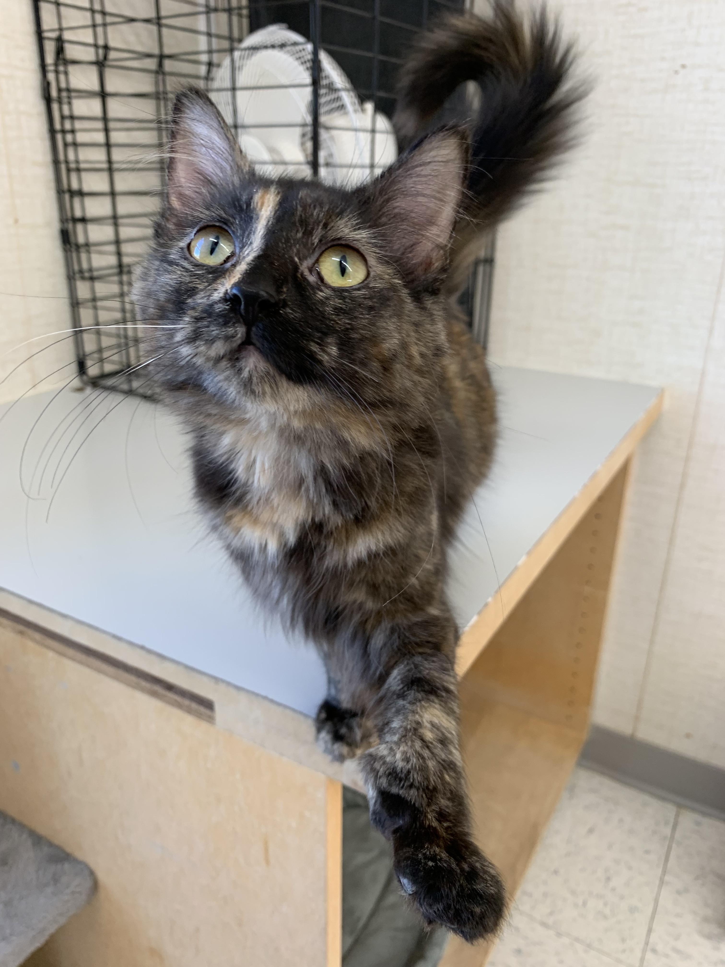 Salem, an adopted mixed breed in Bonnyville, AB image 2/2