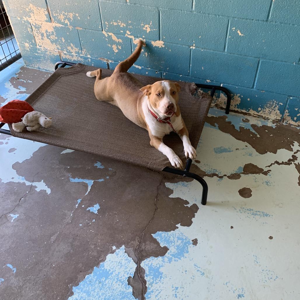 Mary, a Adoptable Pit Bull Terrier in Hearne, TX image 1/2