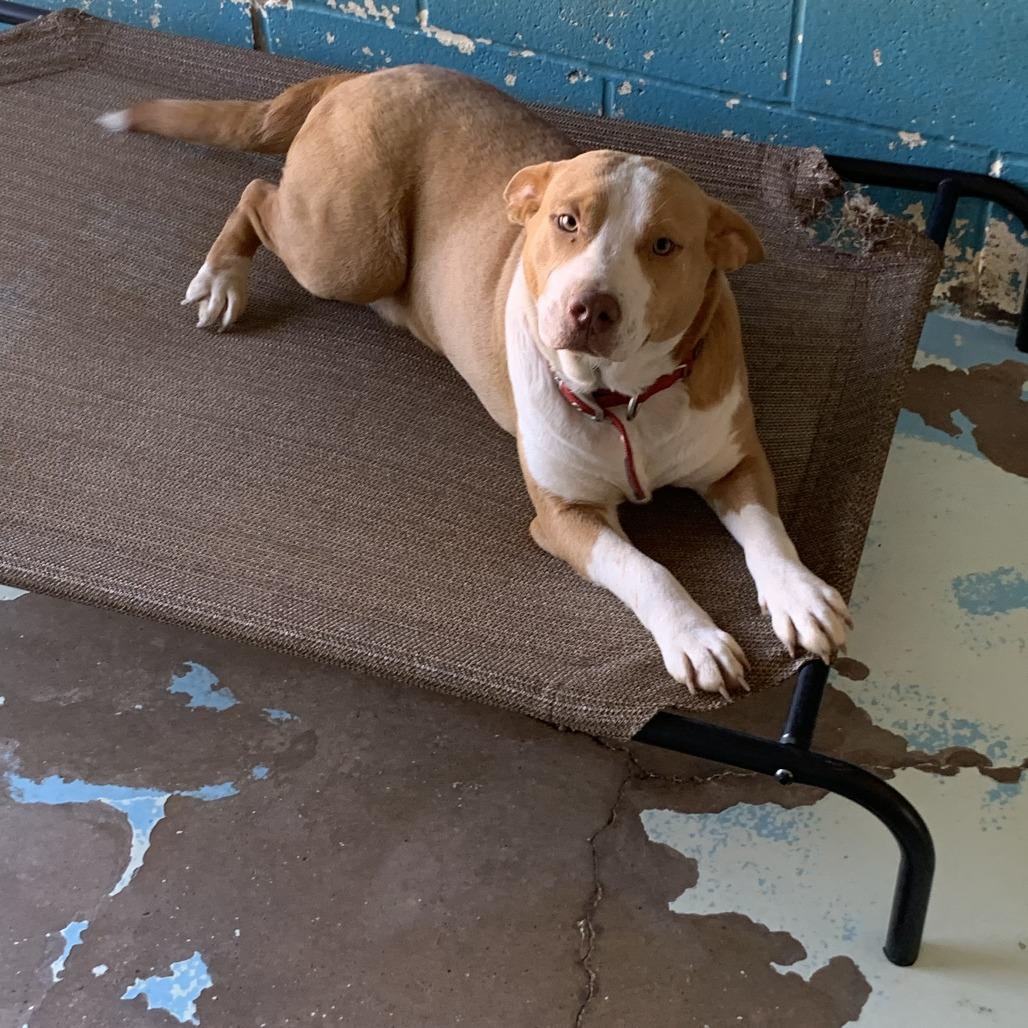 Mary, a Adoptable Pit Bull Terrier in Hearne, TX image 2/2