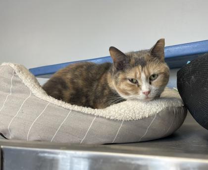 Enlarge Sundae, a Adoptable Domestic Short Hair in Montclair, NJ image 1/2