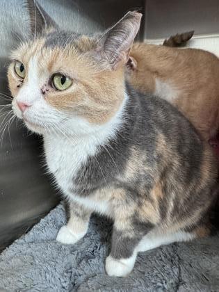 Enlarge Sundae, a Adoptable Domestic Short Hair in Montclair, NJ image 2/2