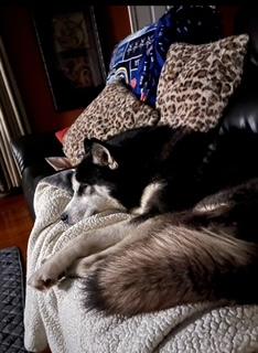 Enlarge Tank, a Adoptable mixed breed in Steubenville, OH image 2/5