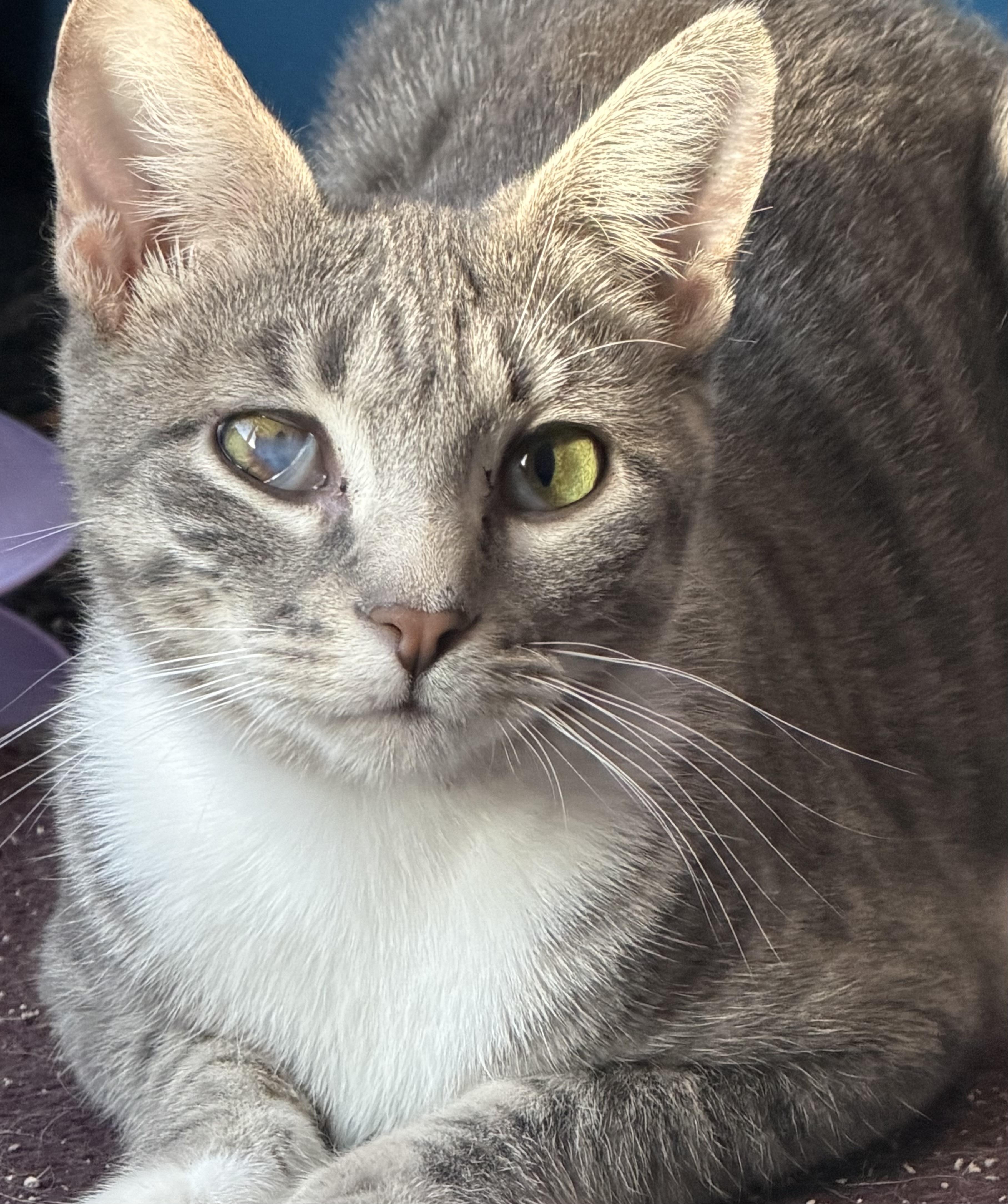 Enlarge Snap, a ADOPTABLE Domestic Short Hair in Kirklin, IN image 6/6