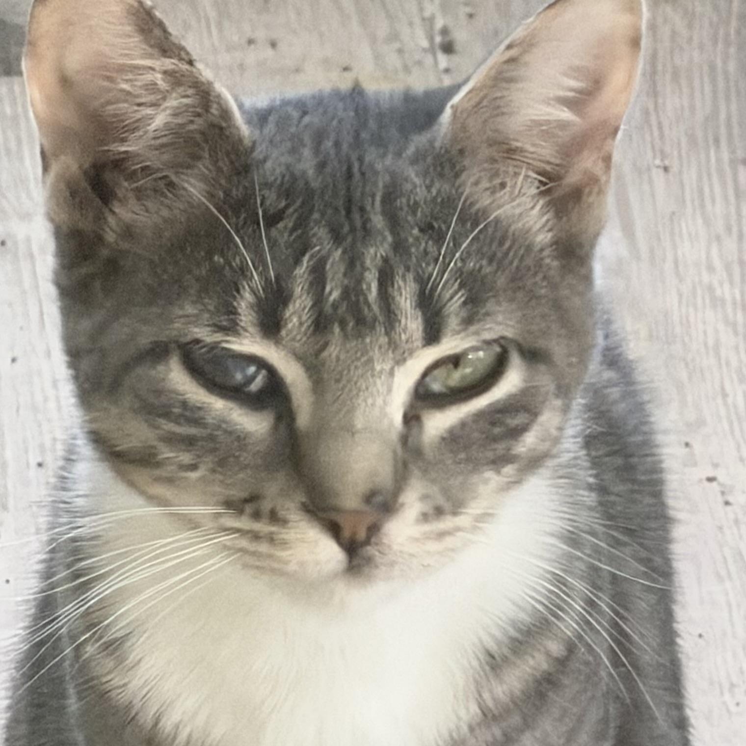 Enlarge Snap, a ADOPTABLE Domestic Short Hair in Kirklin, IN image 1/6