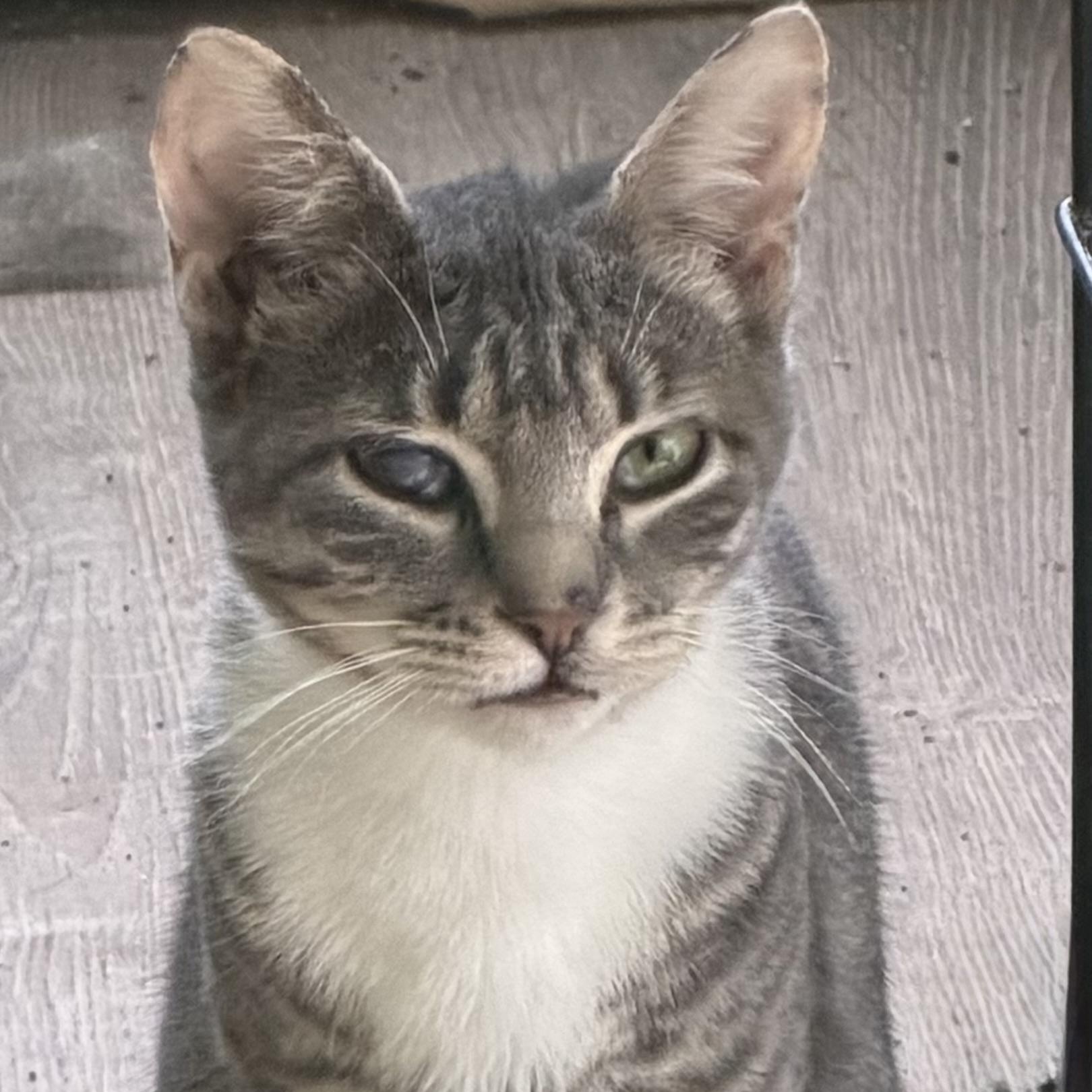 Enlarge Snap, a ADOPTABLE Domestic Short Hair in Kirklin, IN image 3/6