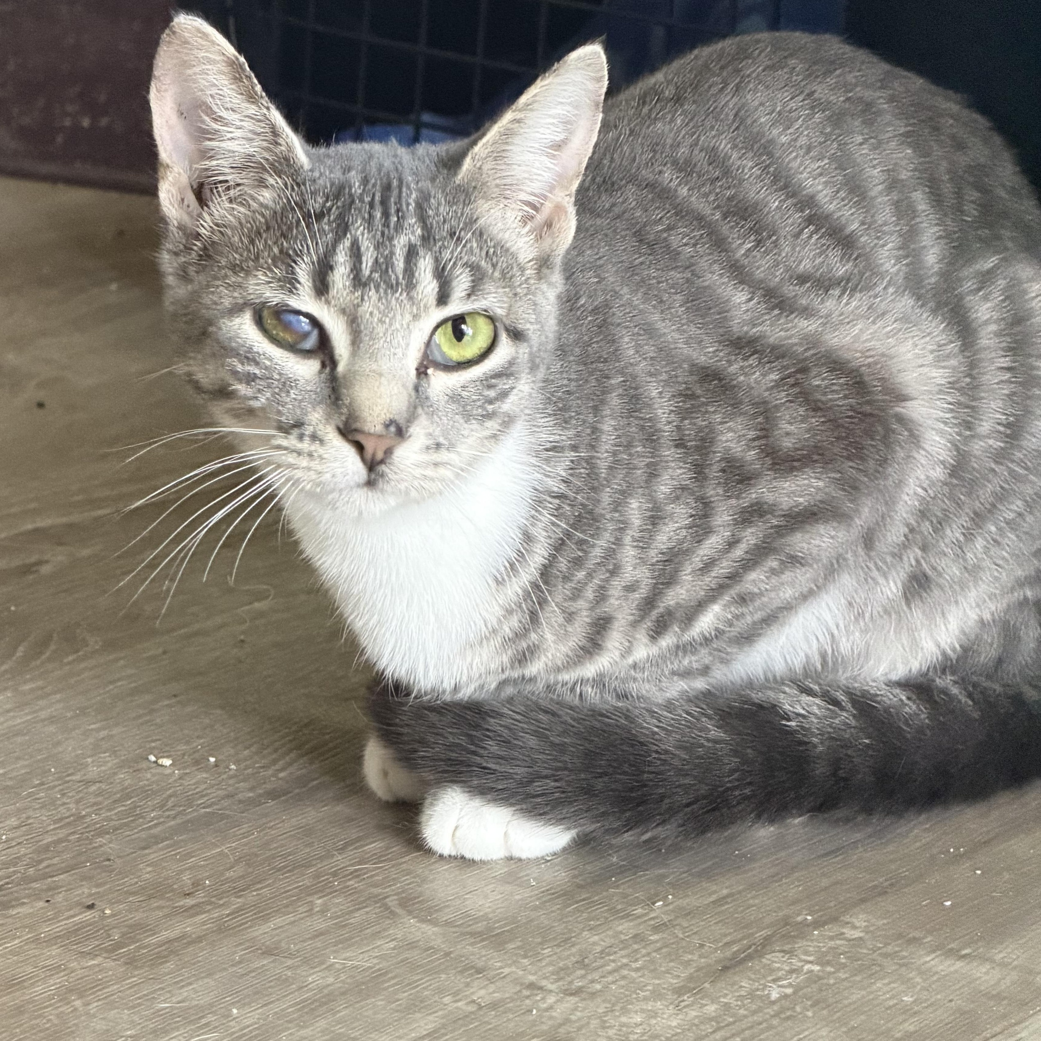 Enlarge Snap, a ADOPTABLE Domestic Short Hair in Kirklin, IN image 2/6