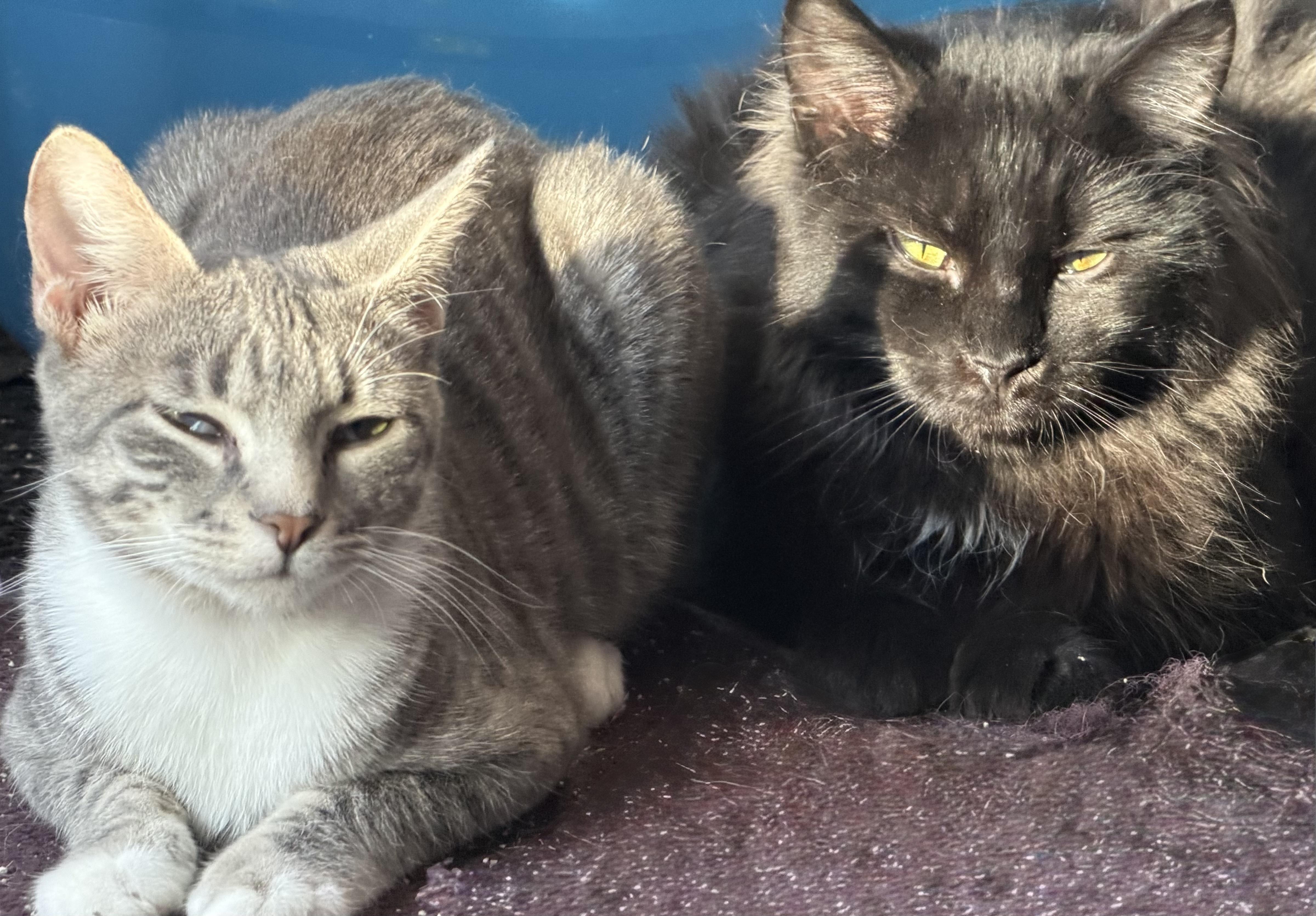 Enlarge Snap, a ADOPTABLE Domestic Short Hair in Kirklin, IN image 5/6