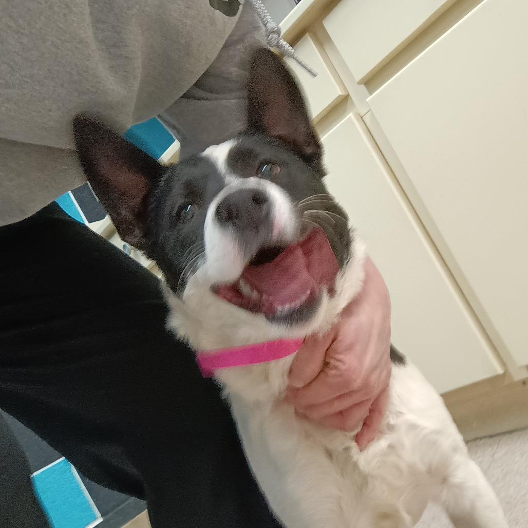 Thea, Adoptable, Puppy Female Border Collie & Mixed Breed.