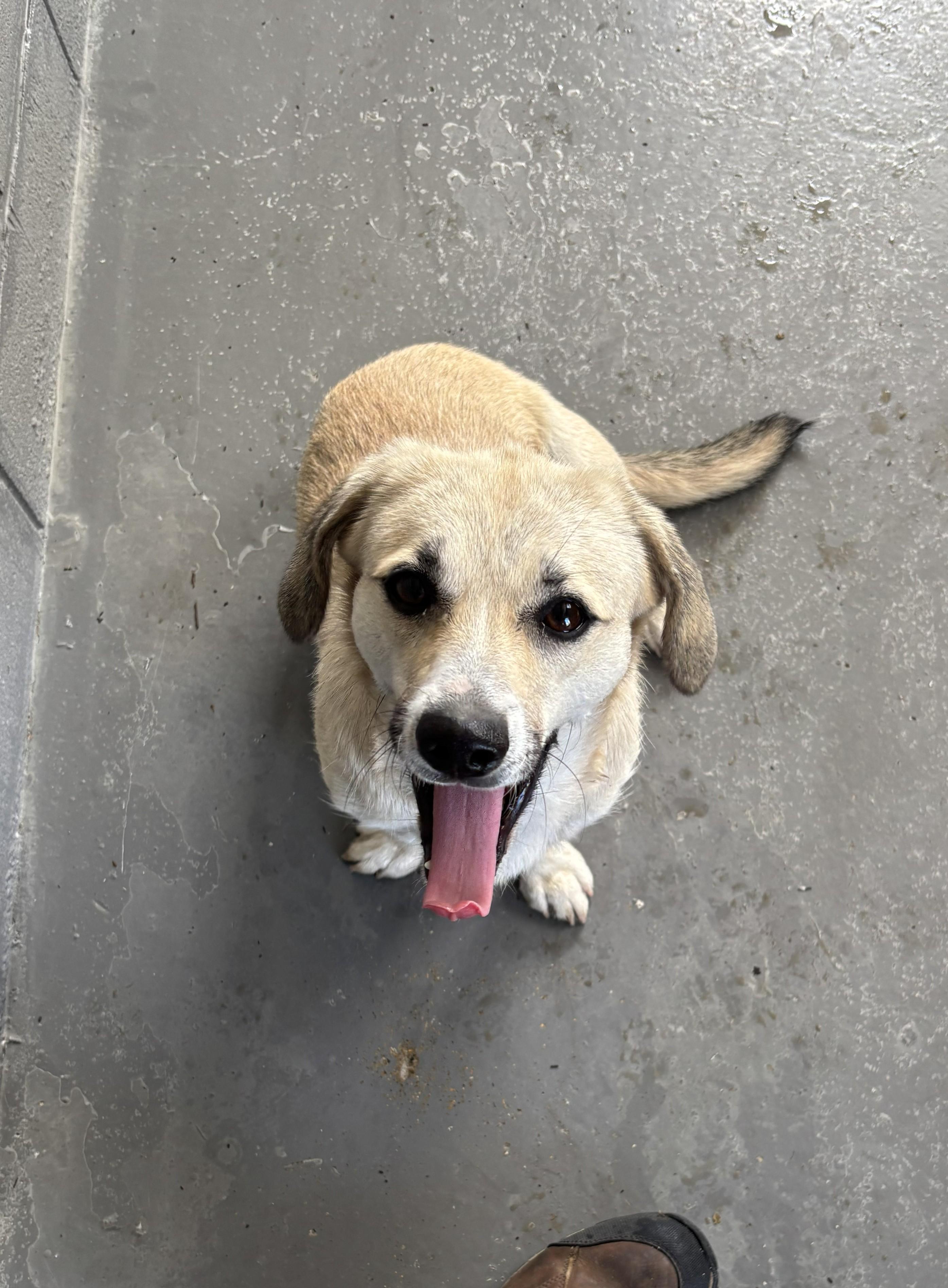 Enlarge Rae, a ADOPTABLE mixed breed in Edna, TX image 1/1