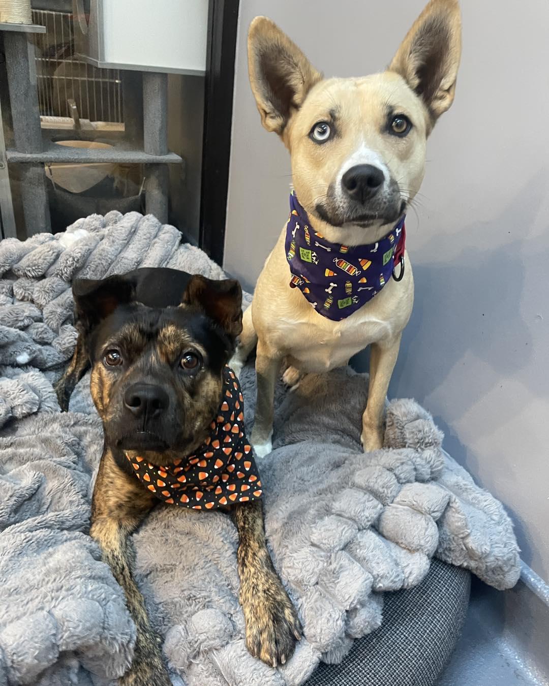 Pedro Cm thumbnail 3