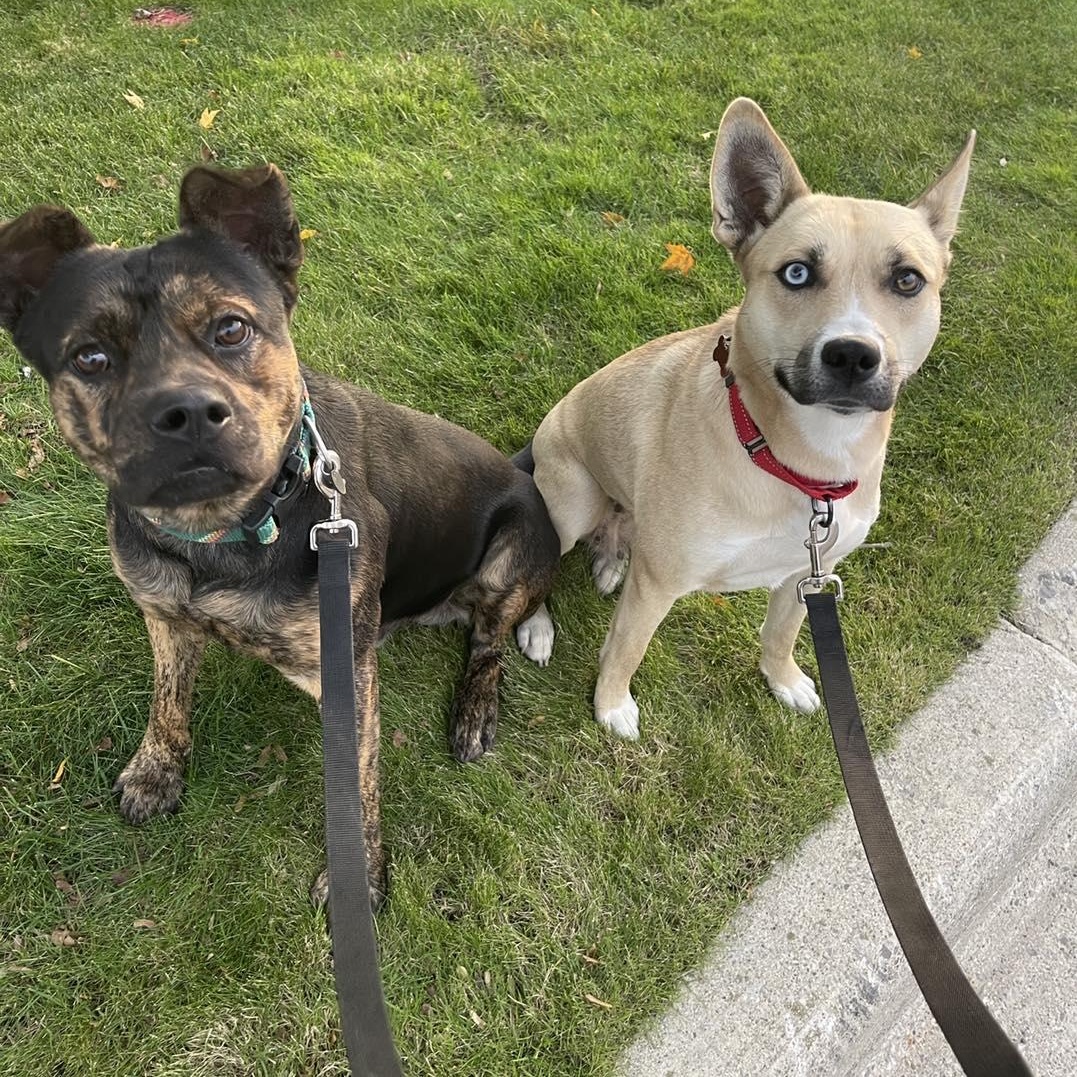 Pedro Cm thumbnail 2