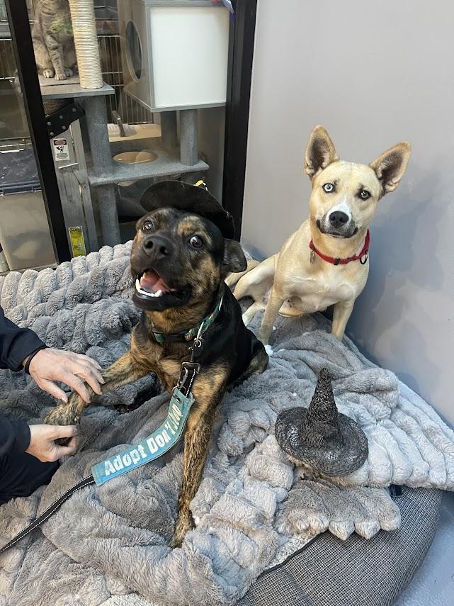 Pedro Cm thumbnail 4