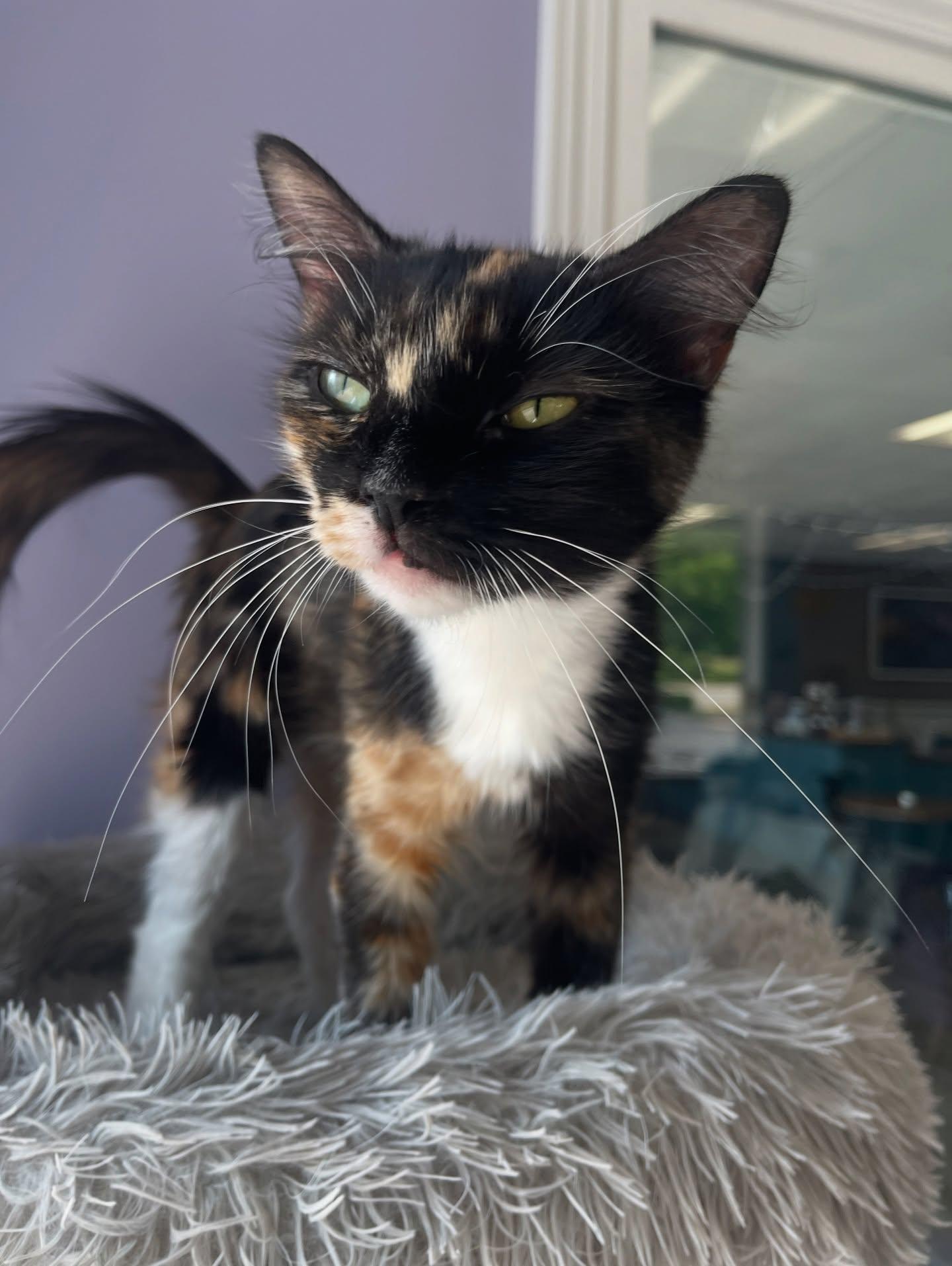 Enlarge Laverne (Petsense - Perry), a Adopted Domestic Short Hair in Warner Robins, GA image 1/3