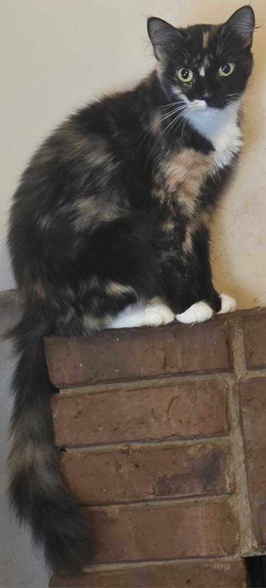 Enlarge Laverne (Petsense - Perry), a Adopted Domestic Short Hair in Warner Robins, GA image 3/3