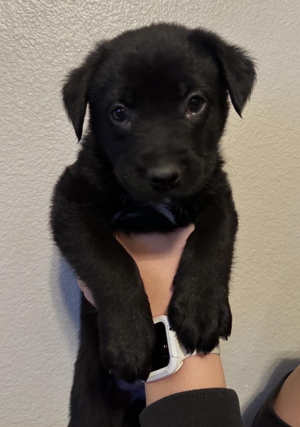 Enlarge Johnny cash, a Adoptable mixed breed in Lincoln, CA image 1/1