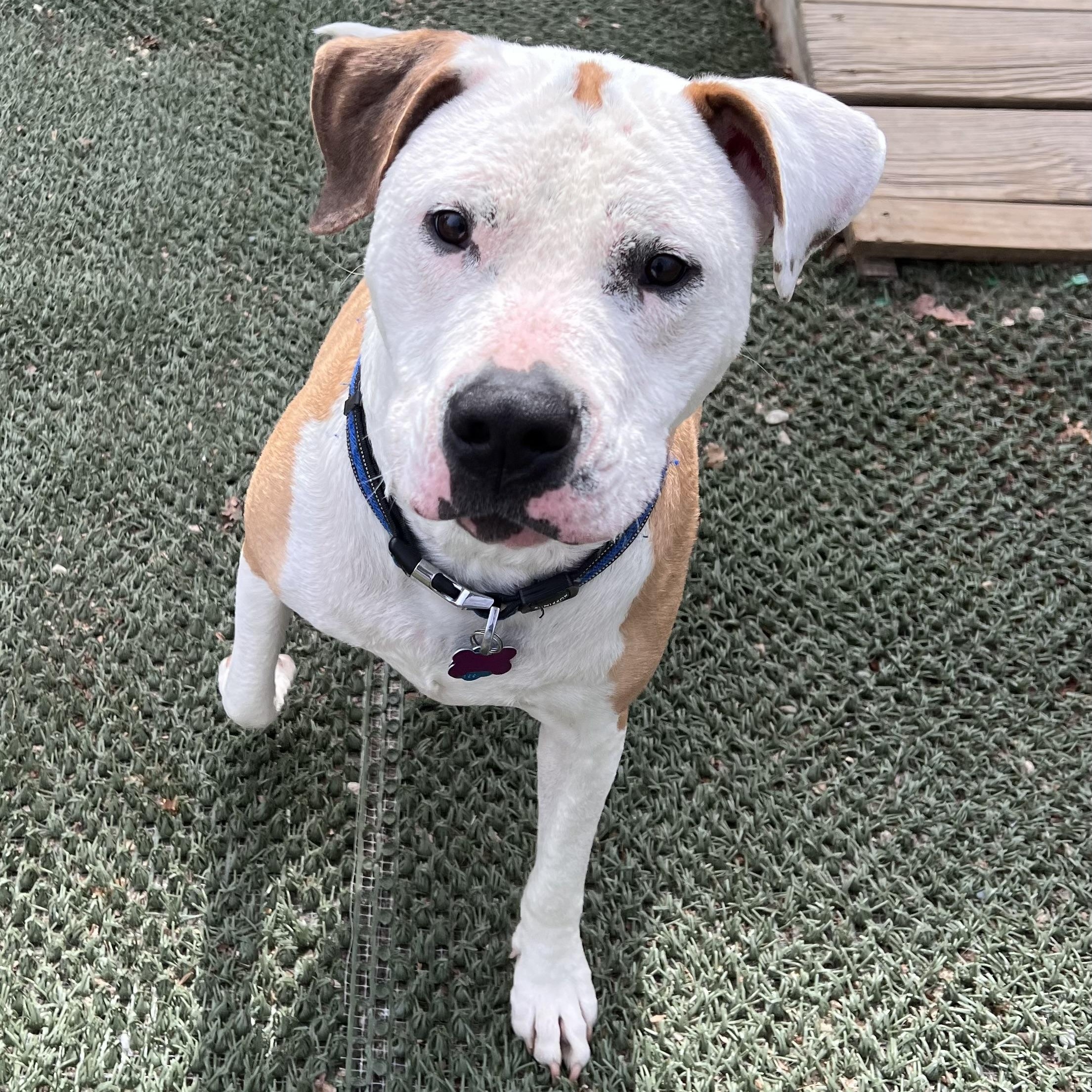 Enlarge Benny is in Maine (fka Beignet), a Adoptable mixed breed in Bar Harbor, ME image 3/6